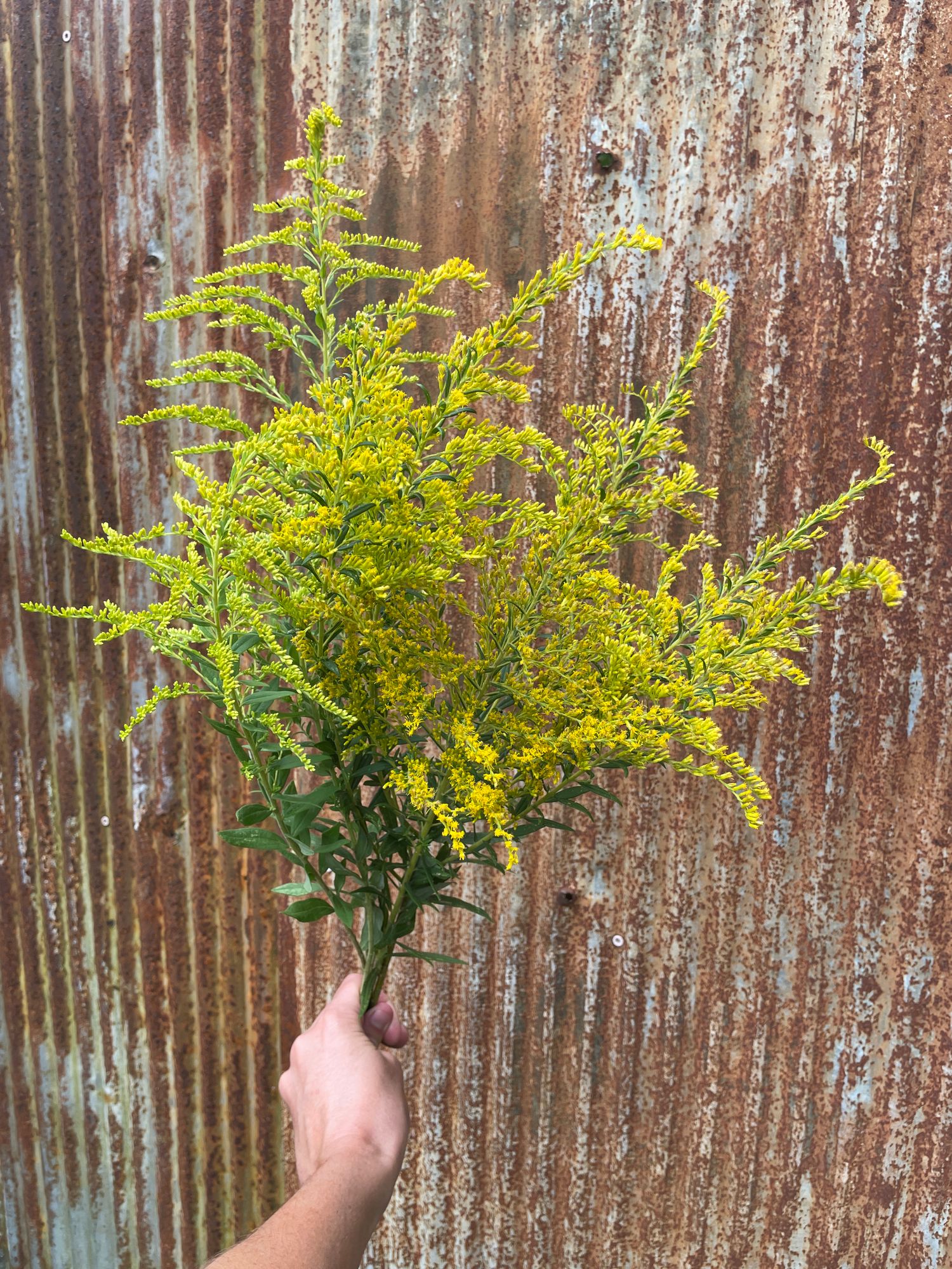 SOLIDAGO canadensis