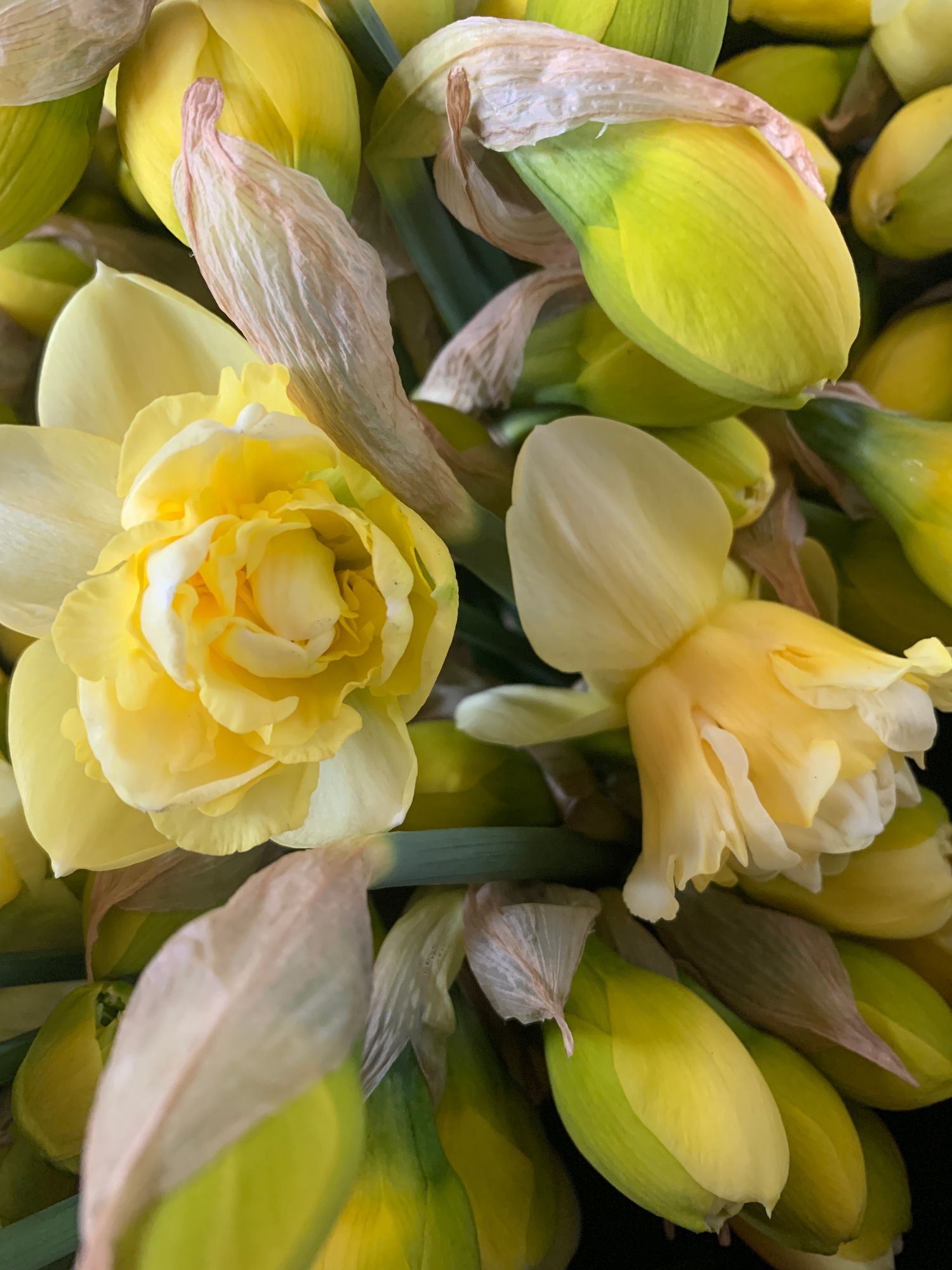 NARCISSUS Art Design