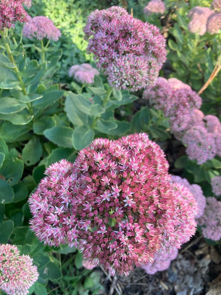 HYLOTELEPHIUM spectabile Autumn Joy