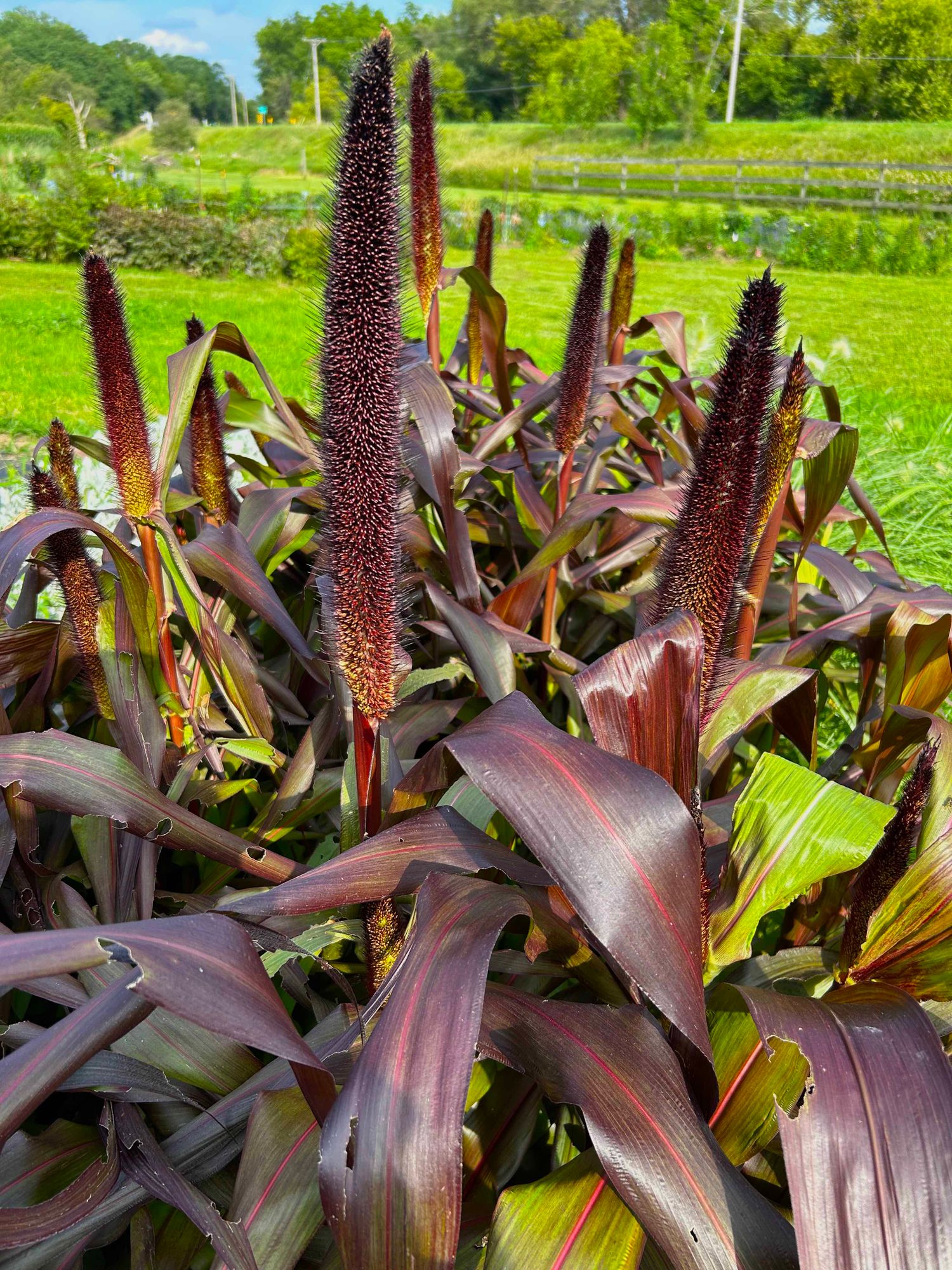 PENNISETUM glaucum Purple Majesty
