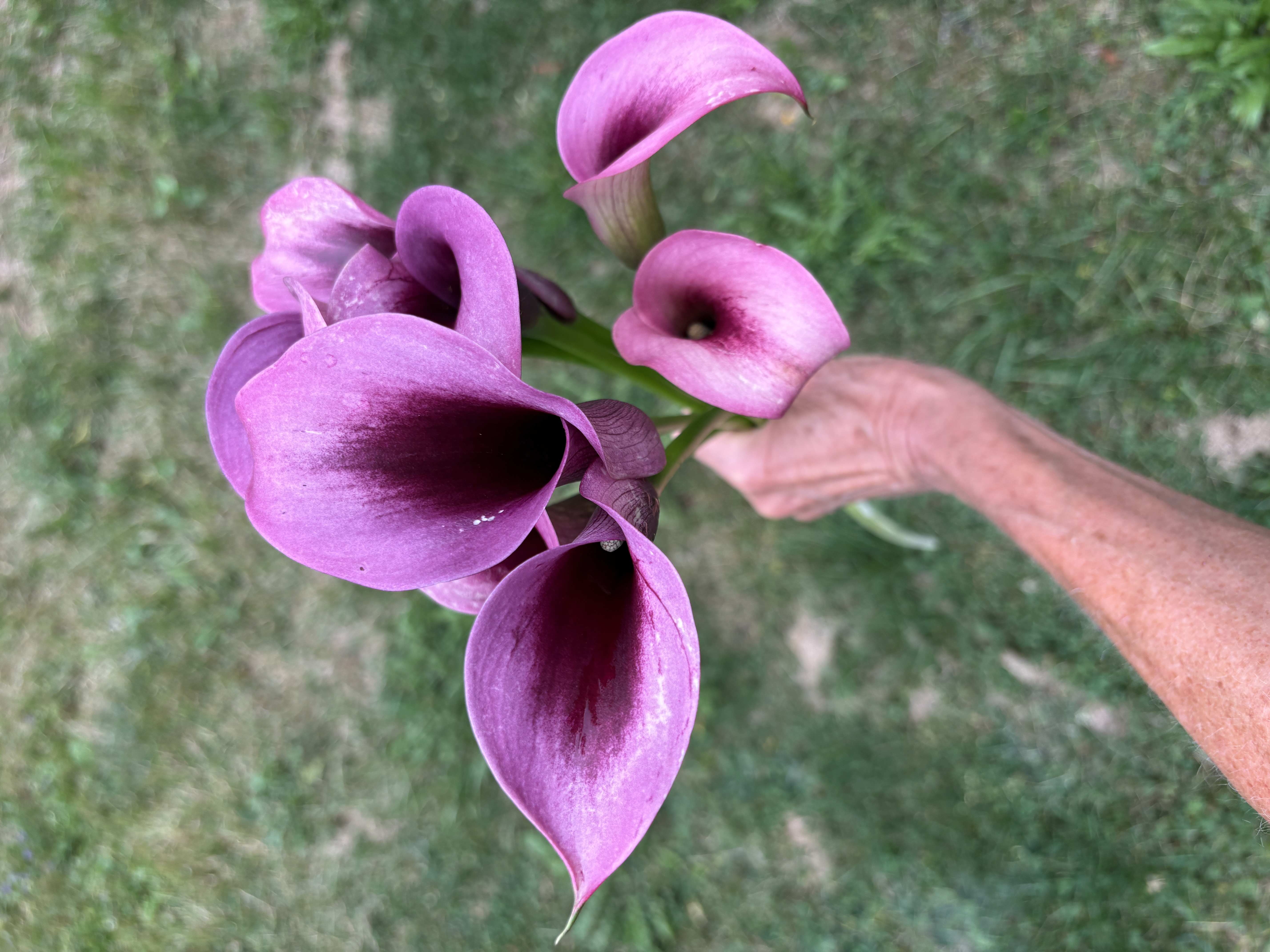 ZANTEDESCHIA x