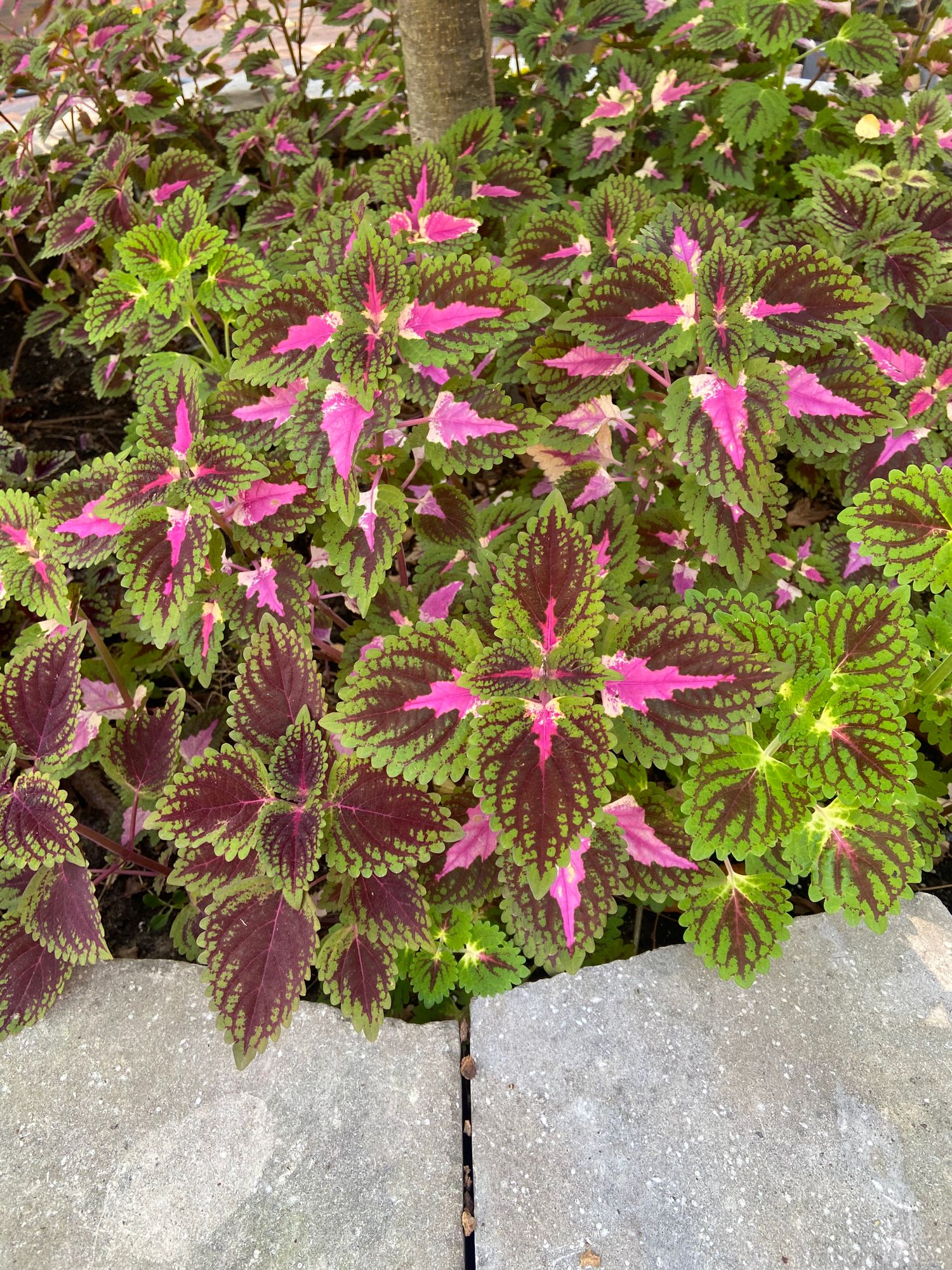 COLEUS scutellarioides