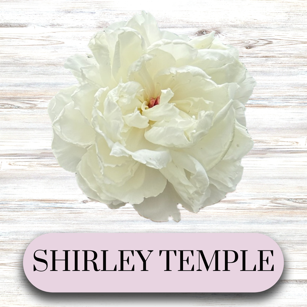 PAEONIA lactiflora Shirley Temple