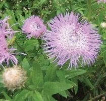CENTAUREA americana