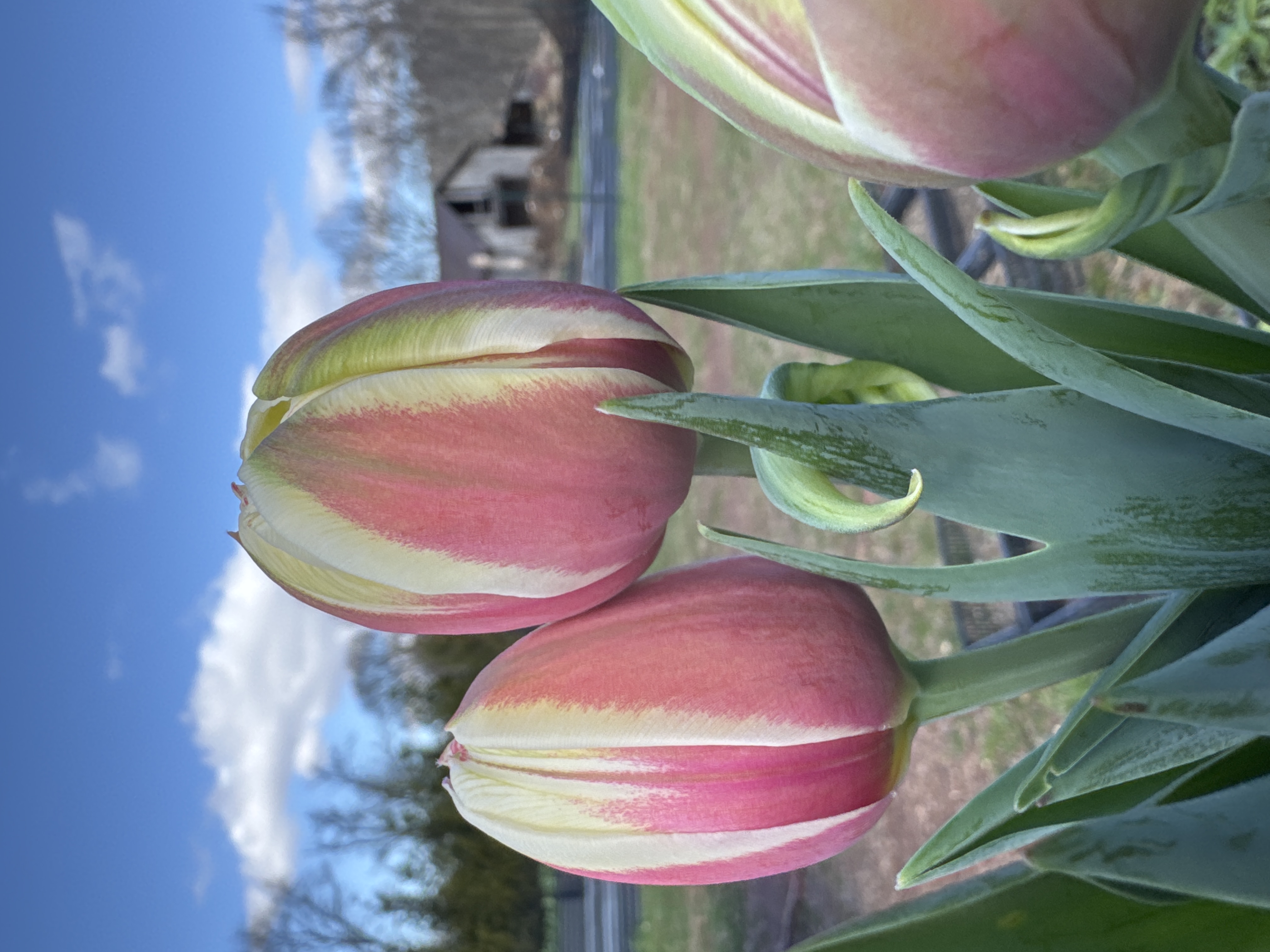 TULIPA