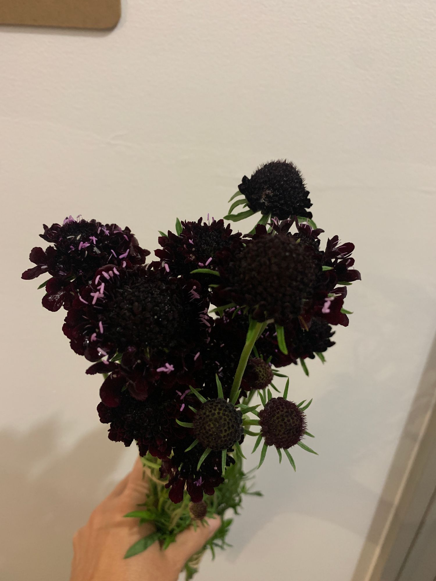 SCABIOSA atropurpurea Black Knight