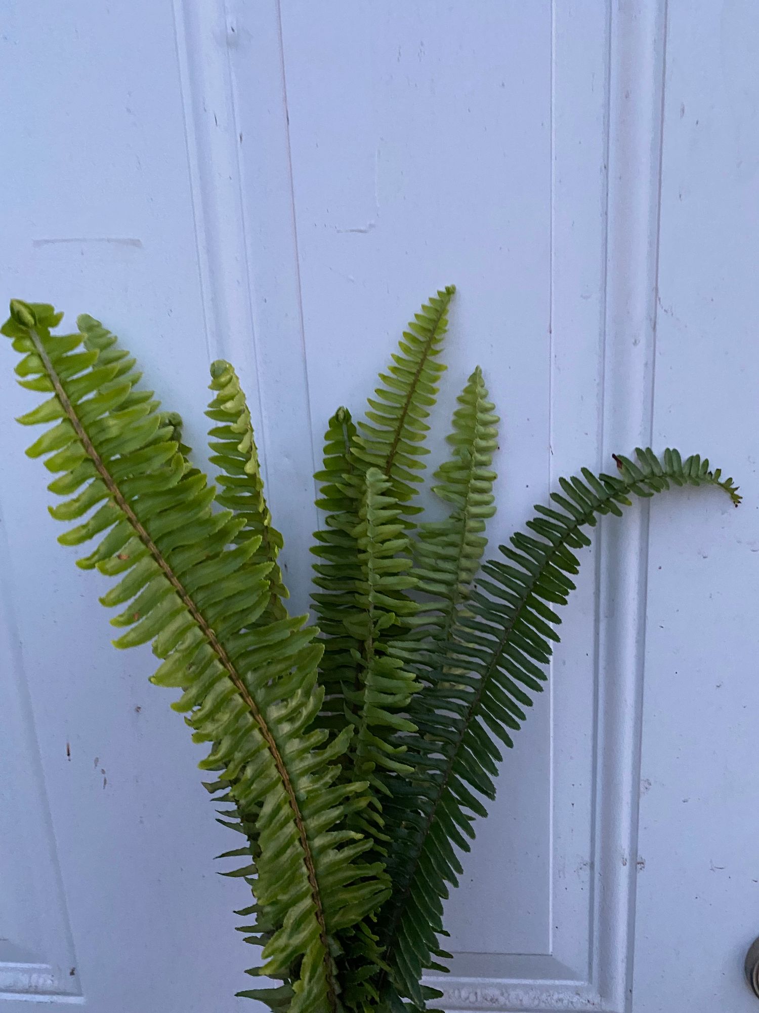 DRYOPTERIS marginalis