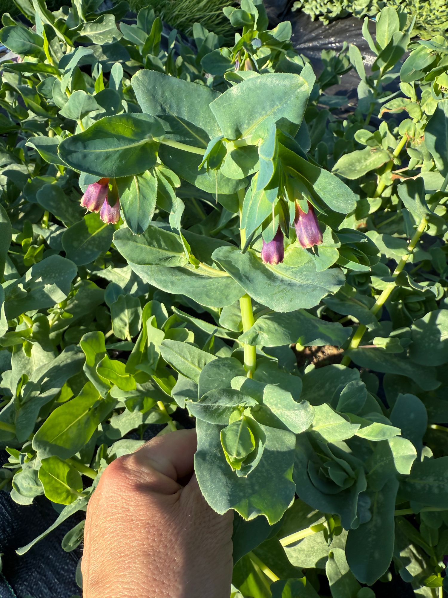 CERINTHE major Pride of Gibraltar