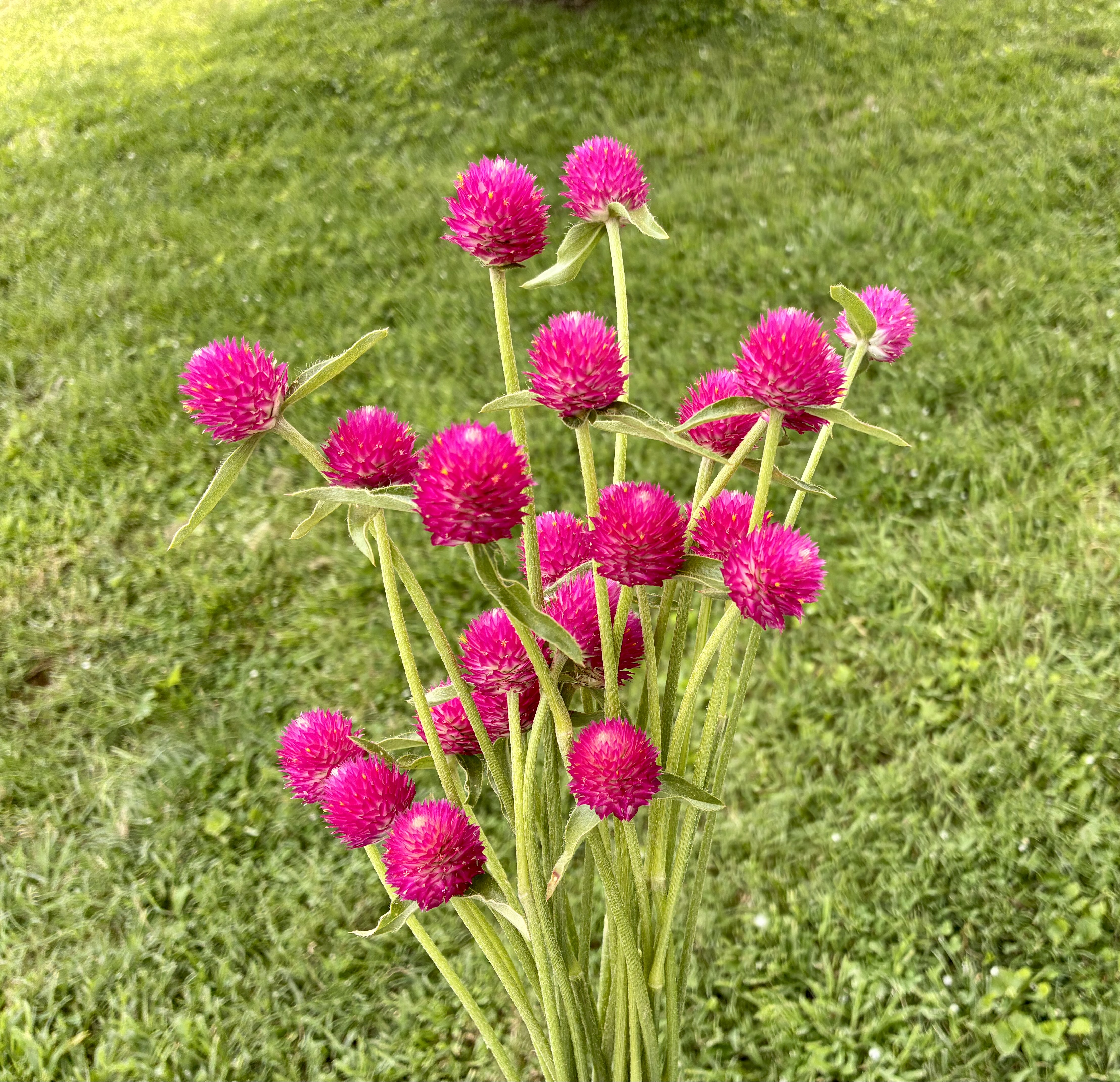 GOMPHRENA haageana QIS Carmine