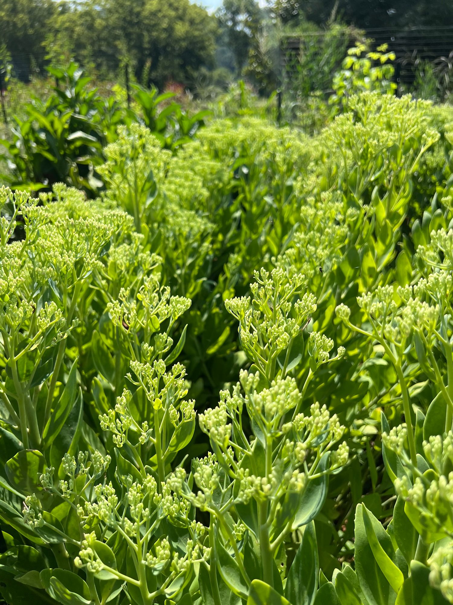 SEDUM