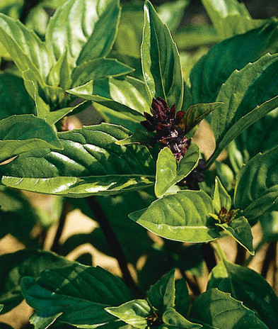 OCIMUM basilicum Cinnamon