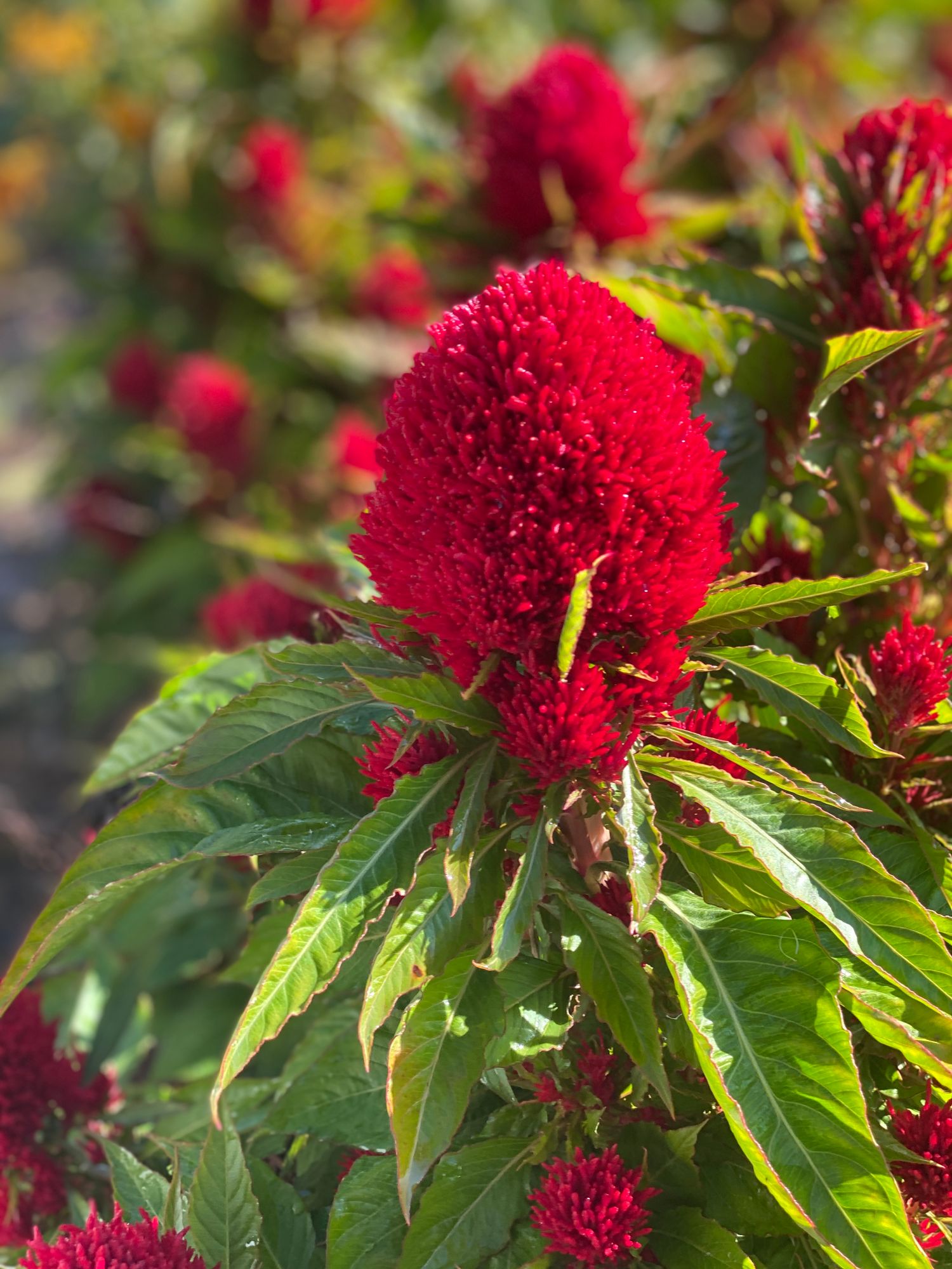 CELOSIA argentea var. plumosa