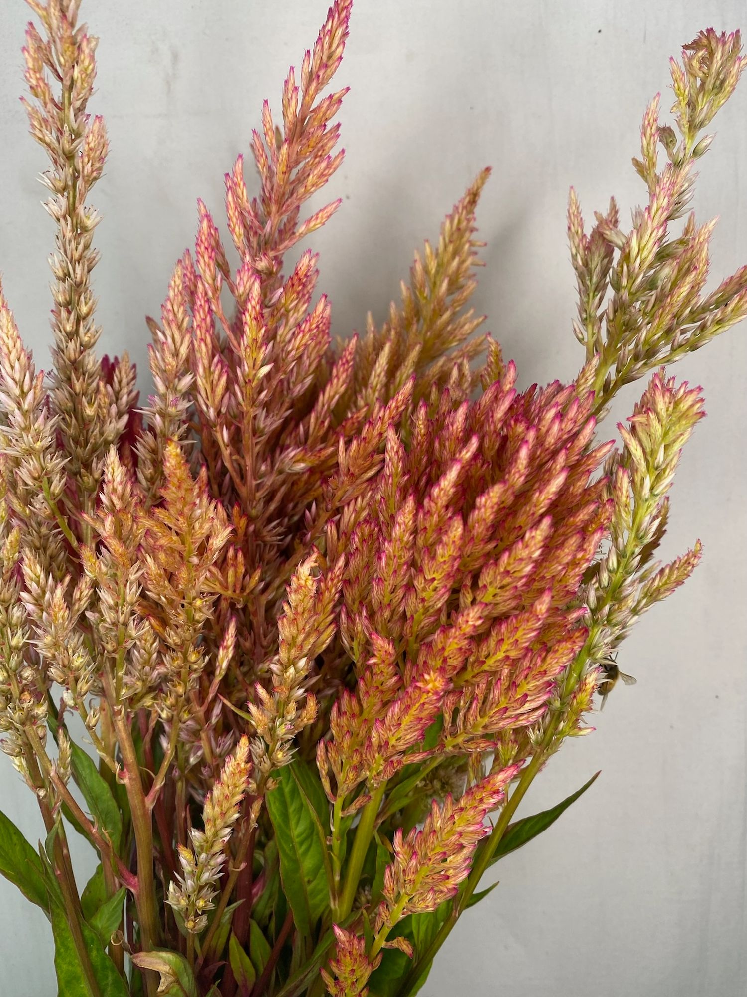 CELOSIA argentea var. plumosa Texas Plume Vintage Rose