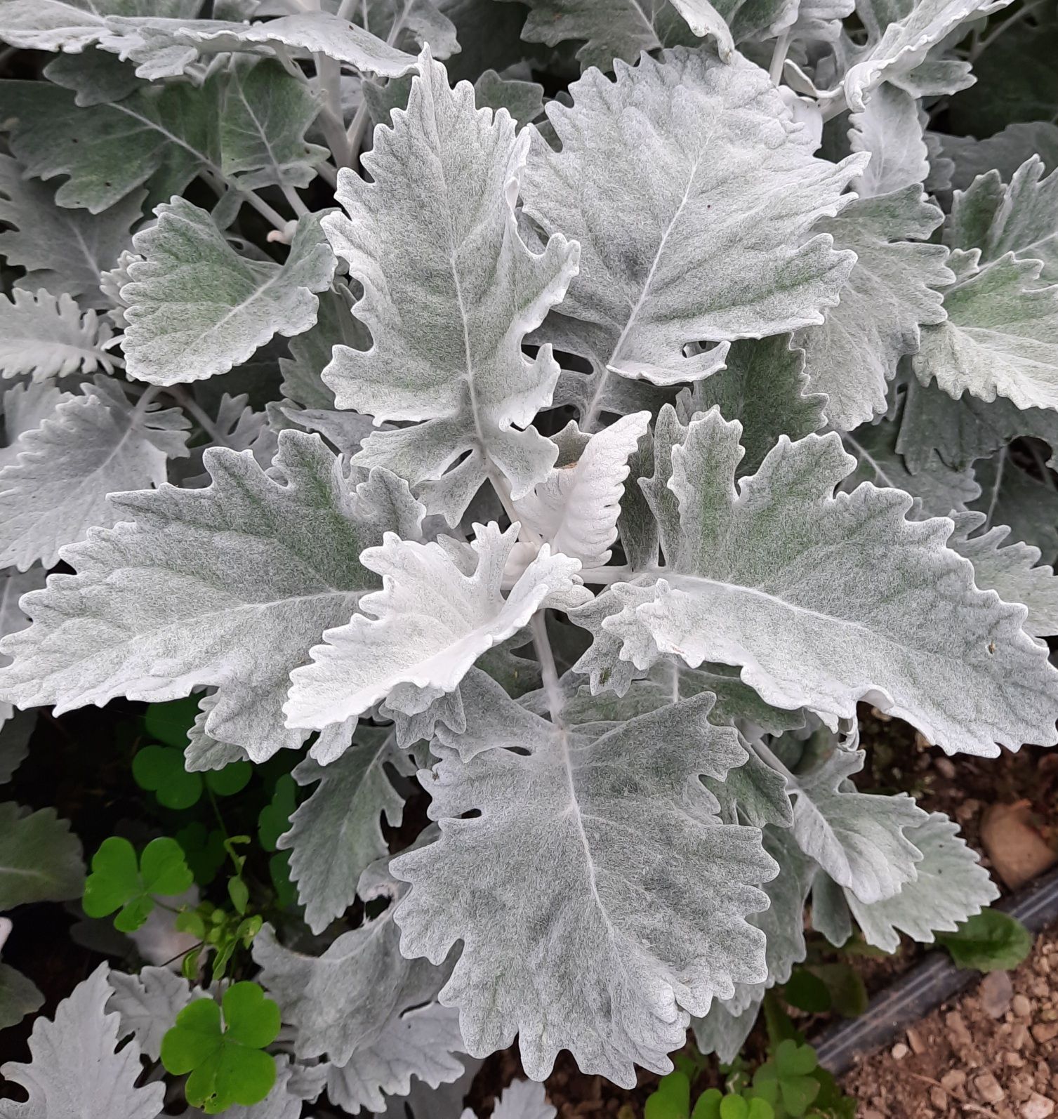 SENECIO cineraria New Look
