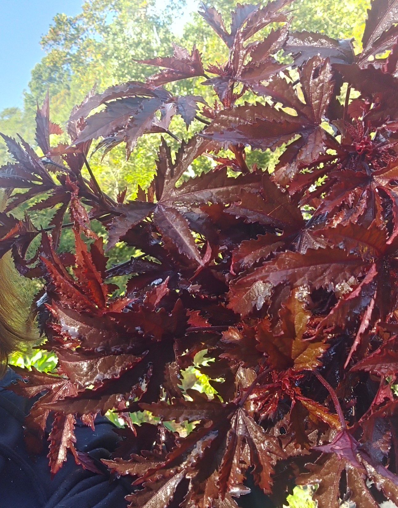 HIBISCUS acetosella