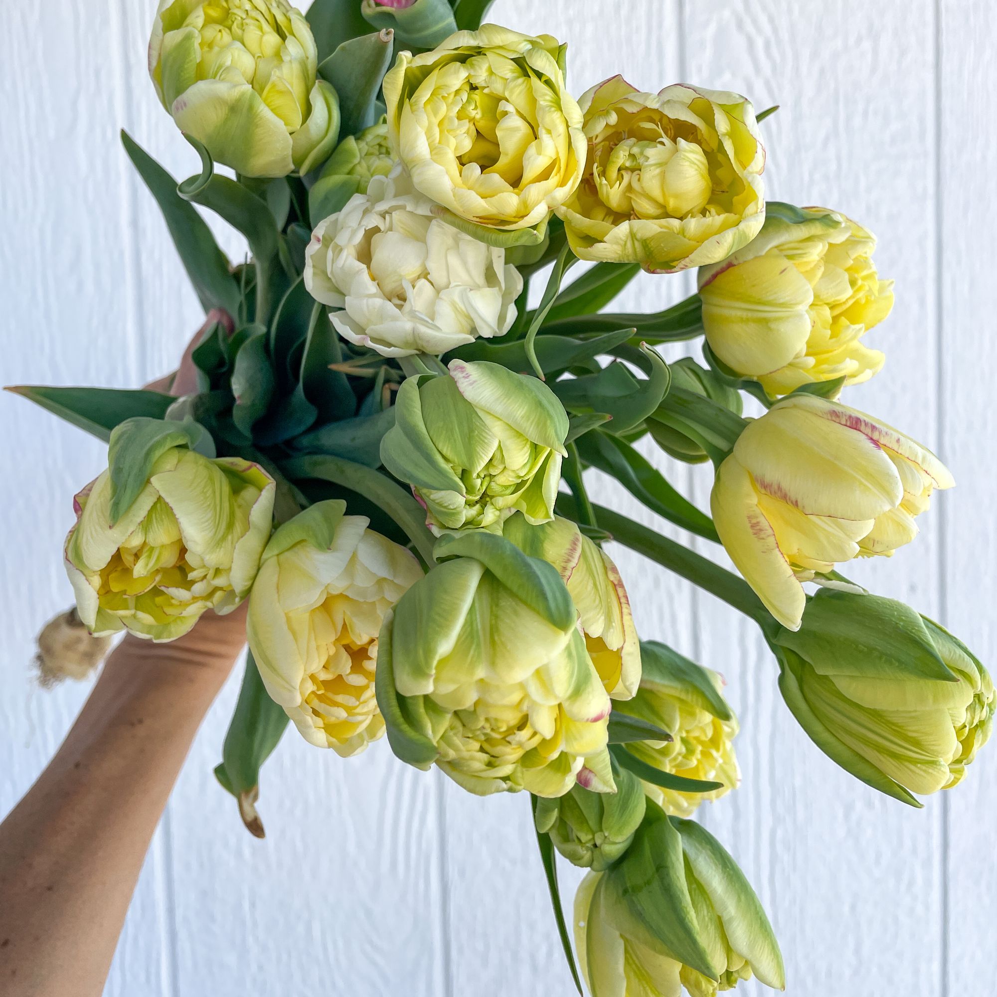 TULIPA Double Shake