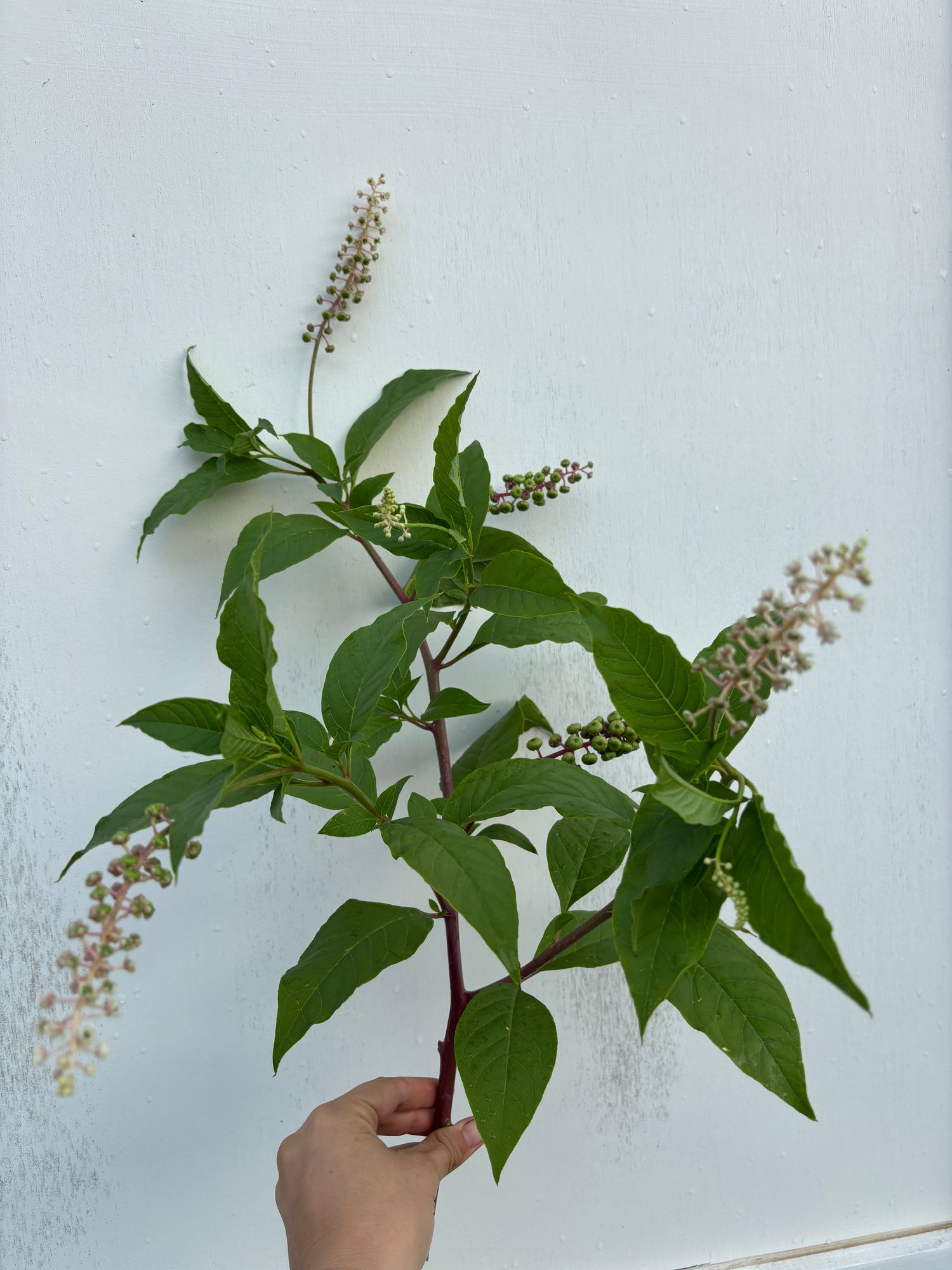 PHYTOLACCA americana