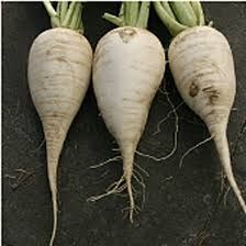 Root Vegetable: Radish, German White