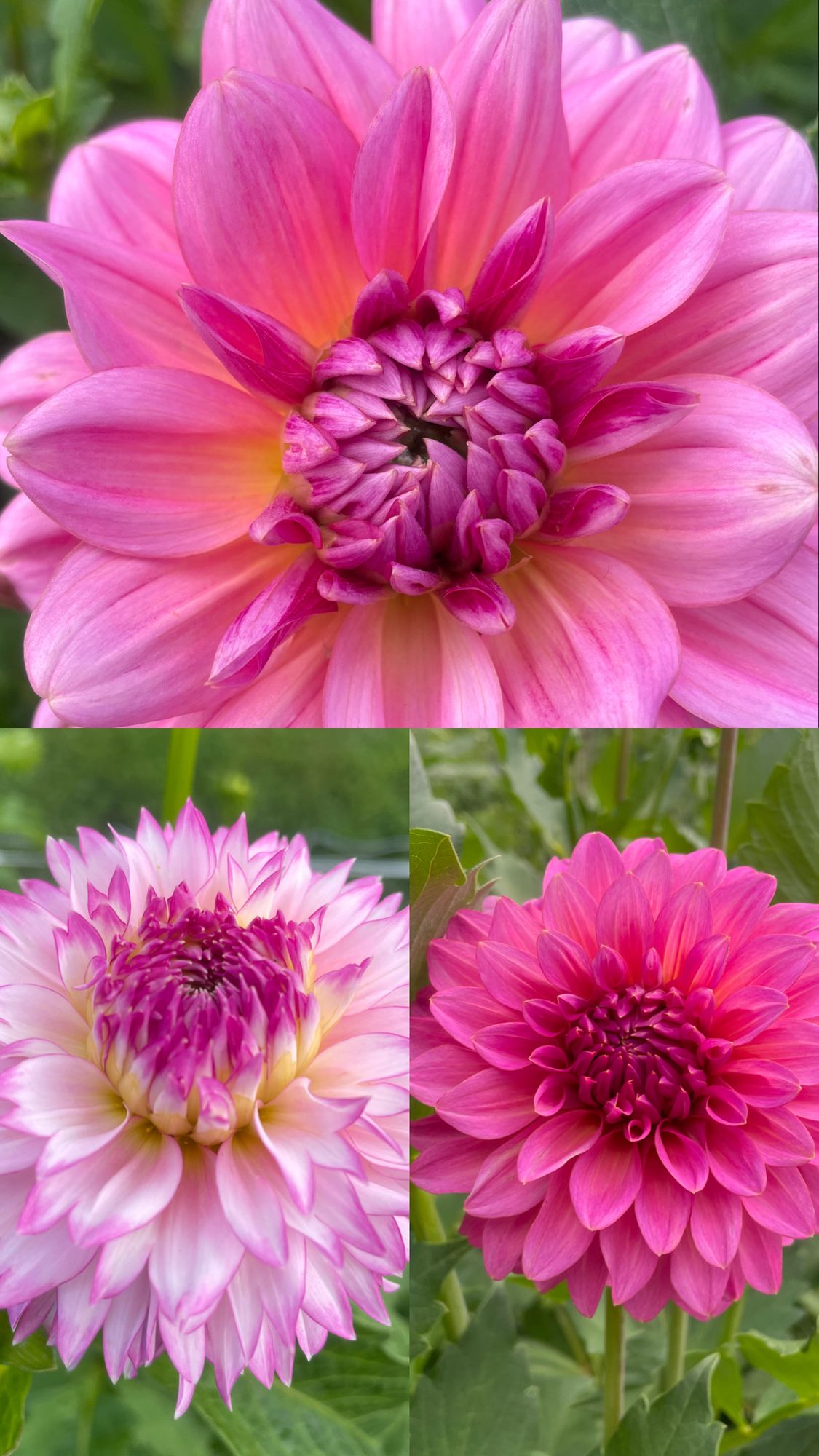 DAHLIA