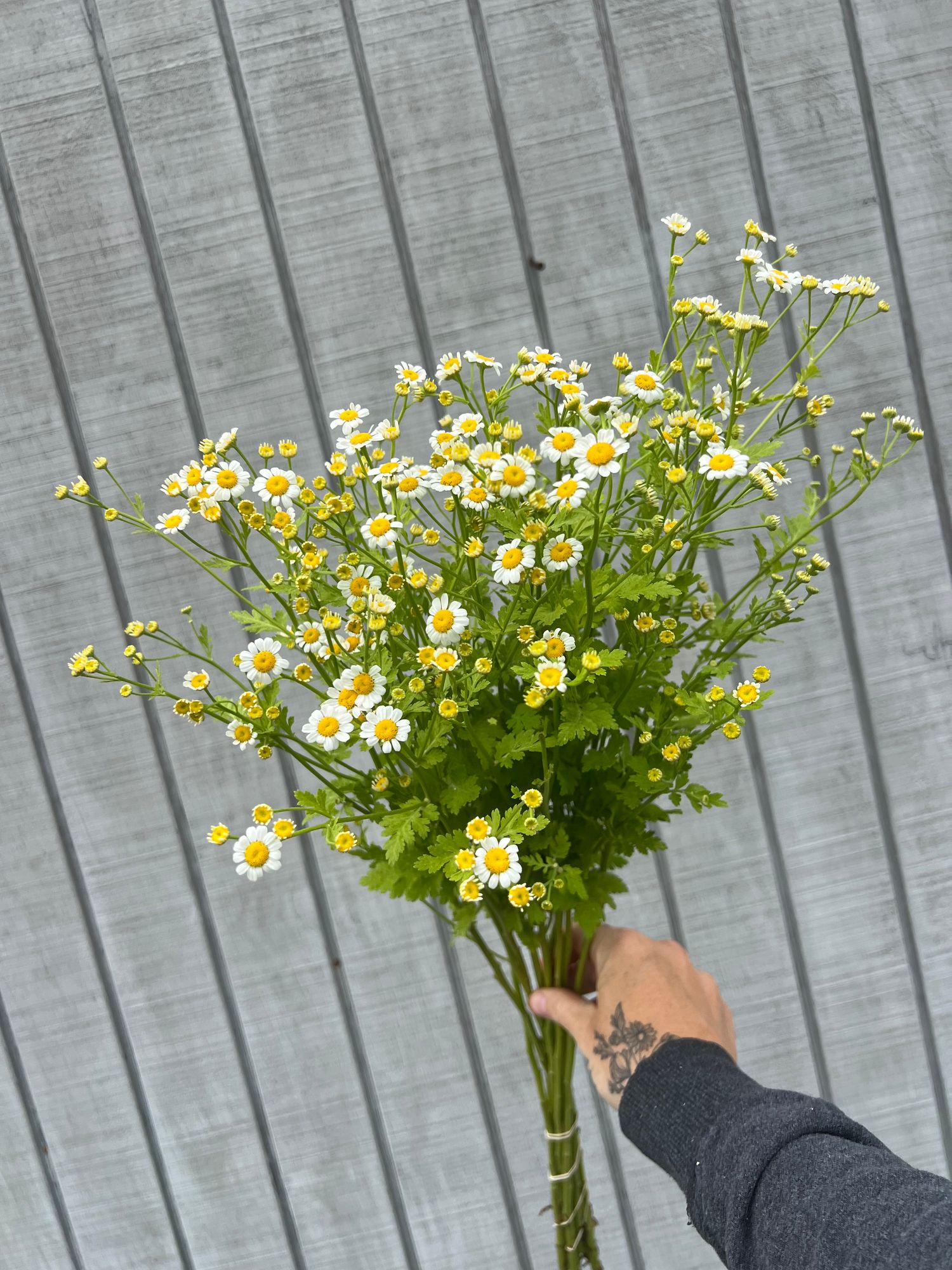 TANACETUM parthenium Magic Single