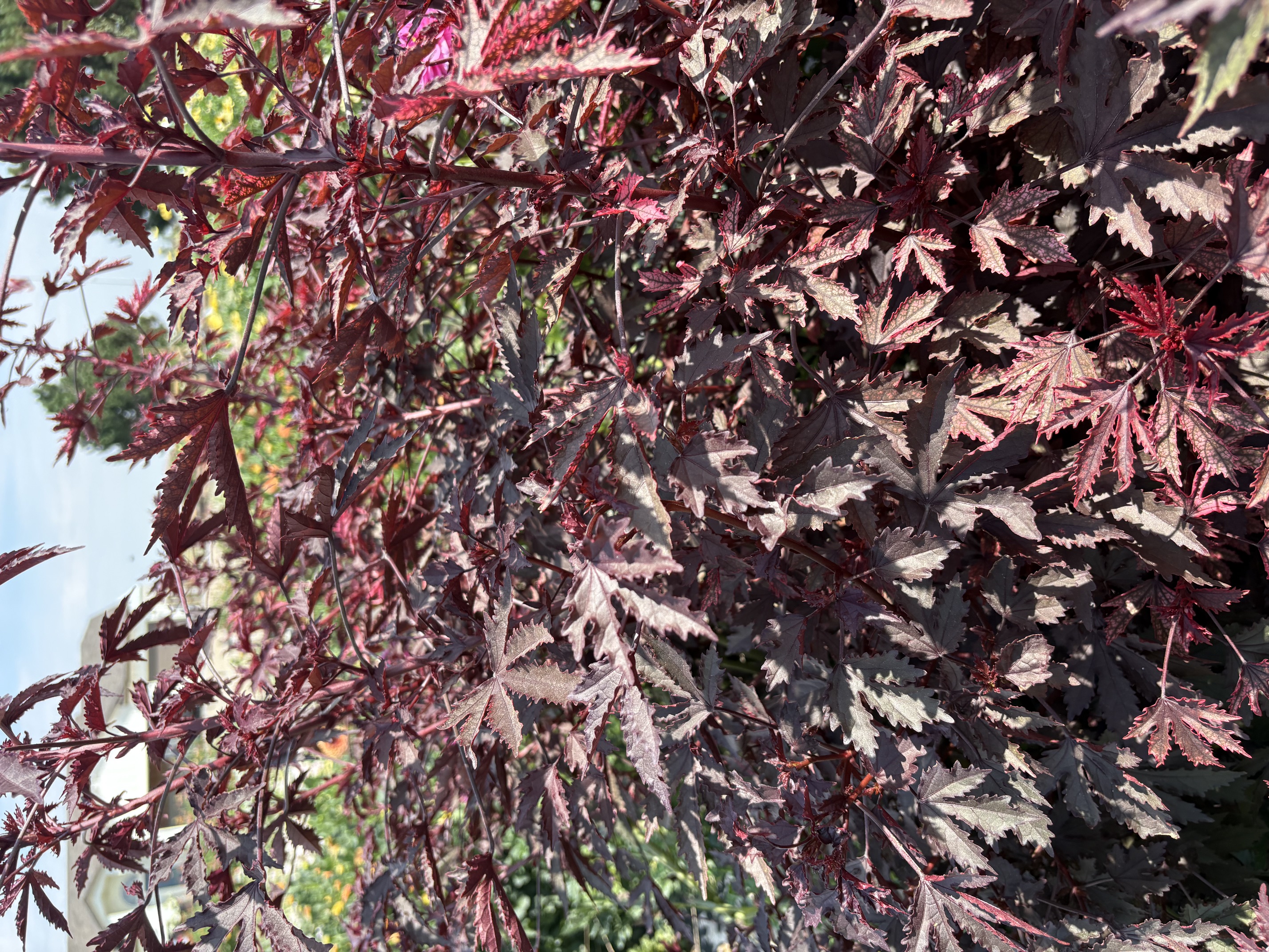HIBISCUS acetosella