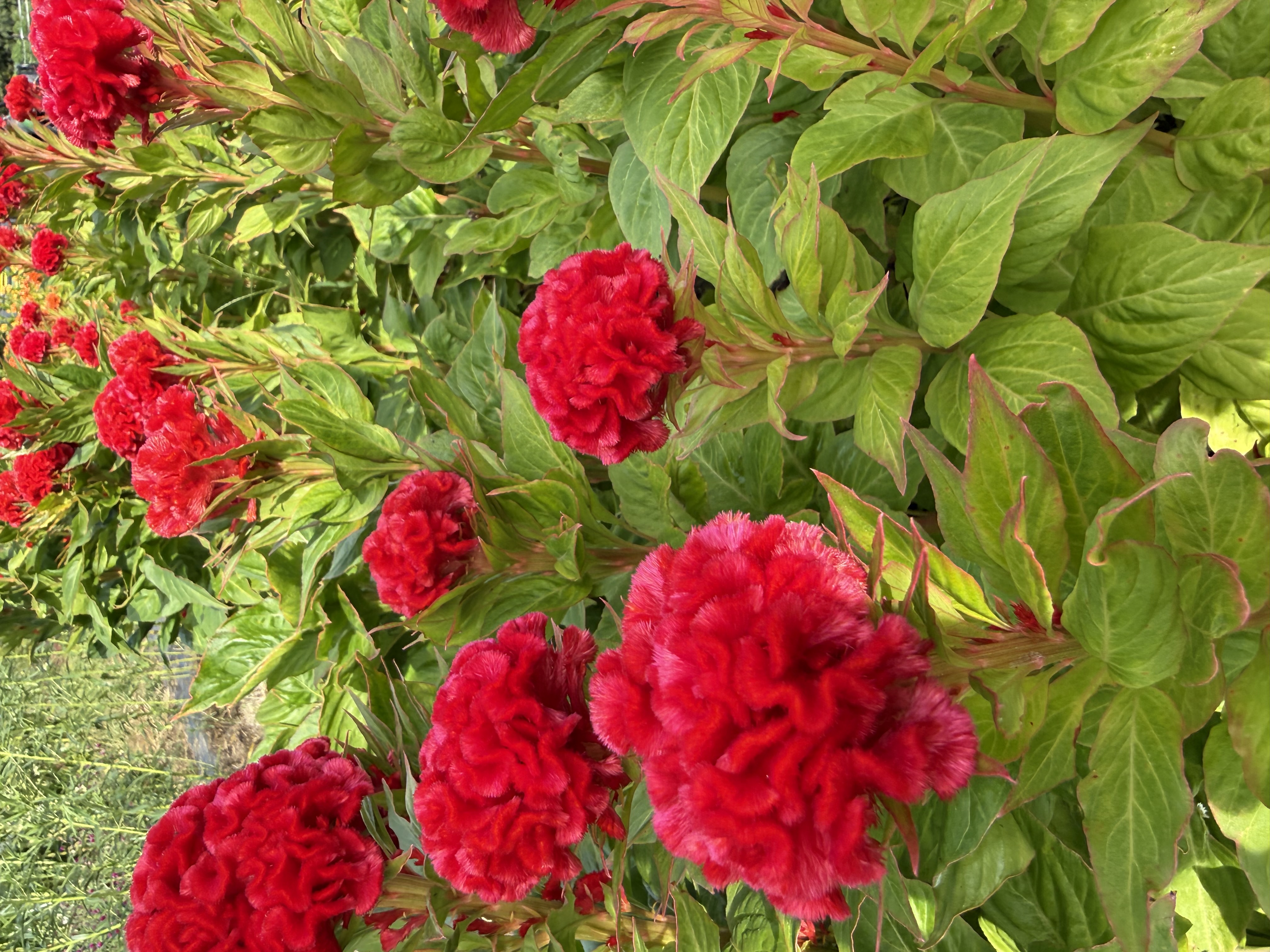 CELOSIA argentea var. cristata Chief Persimmon