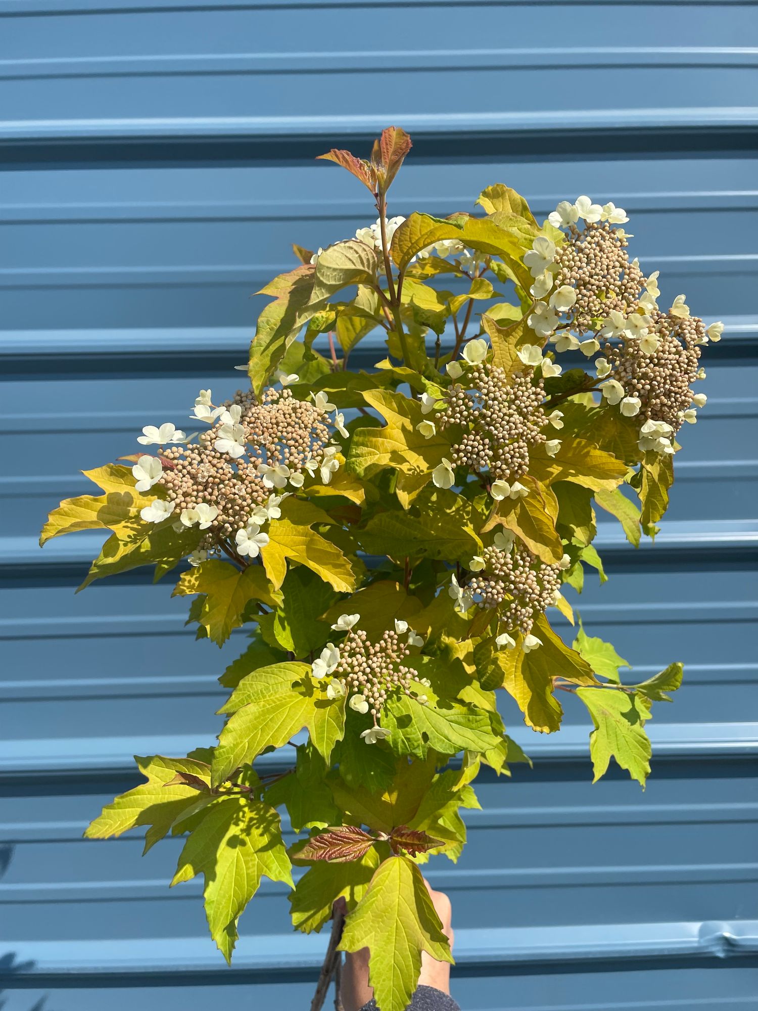 VIBURNUM