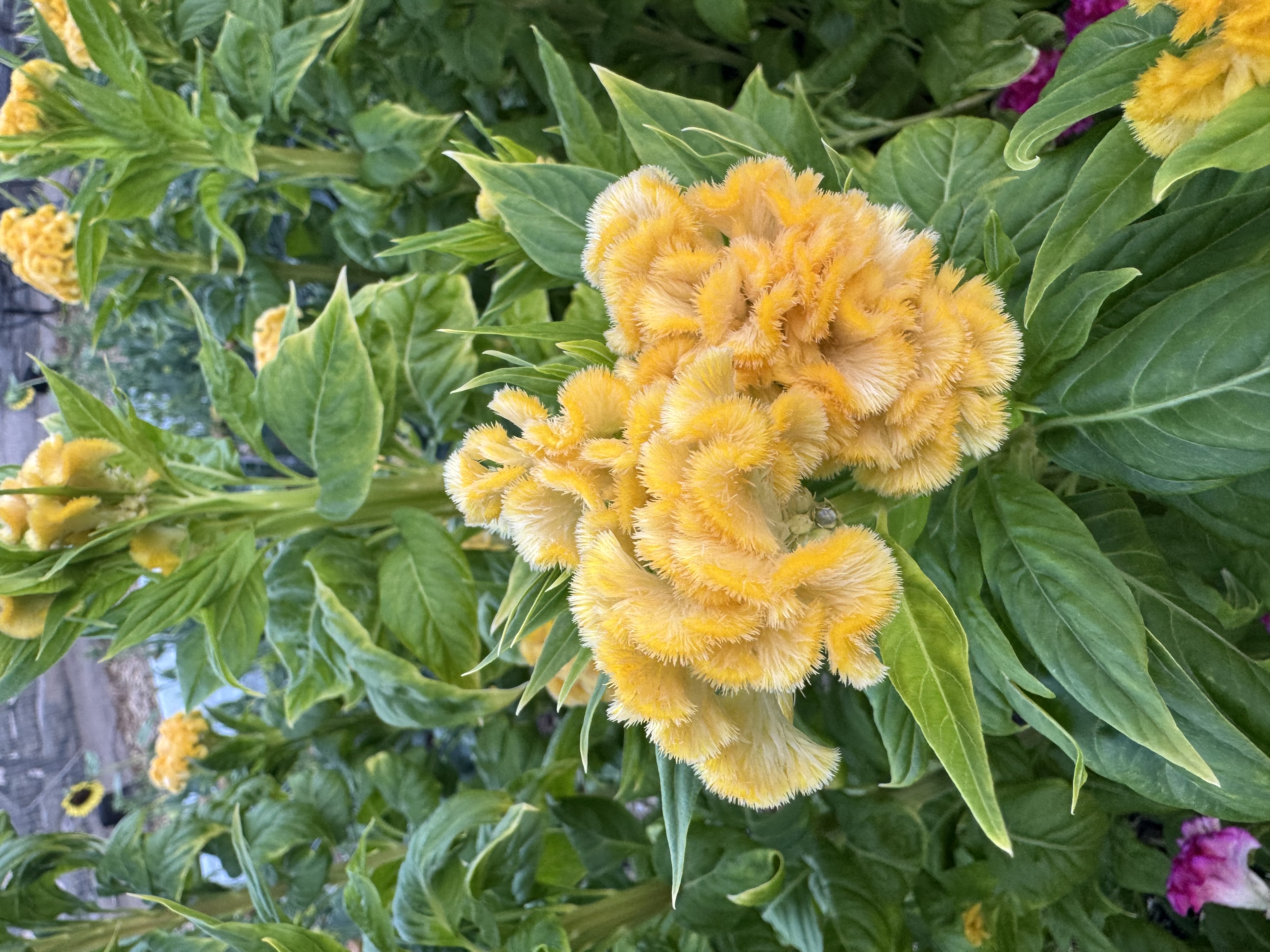 CELOSIA argentea var. cristata Chief Gold