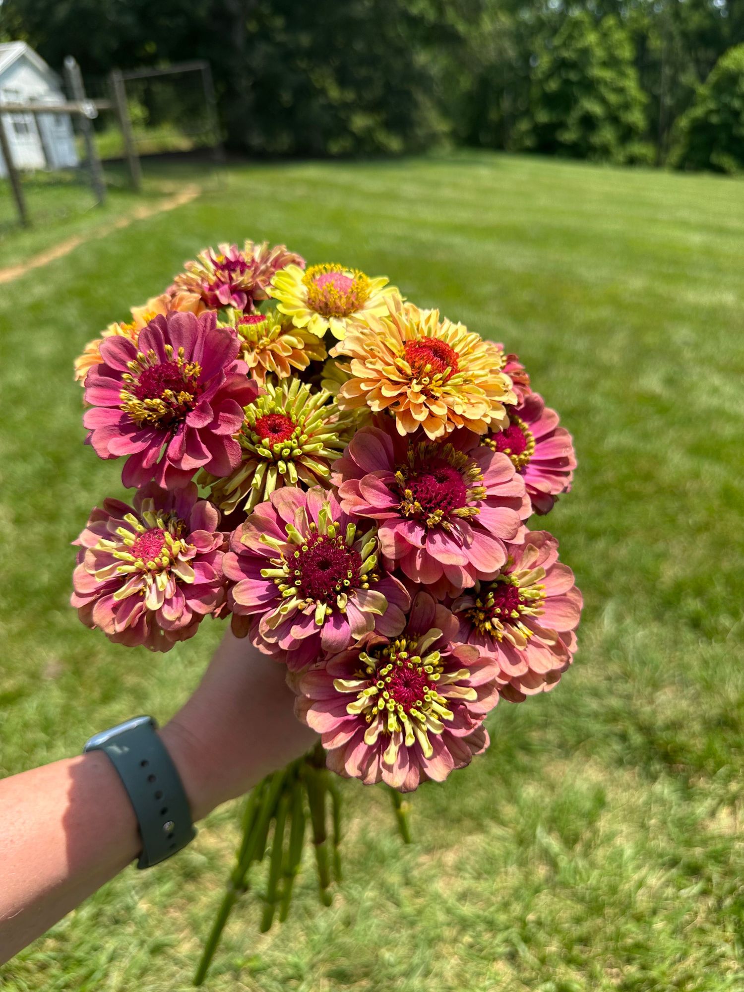 ZINNIA elegans Queen Lime