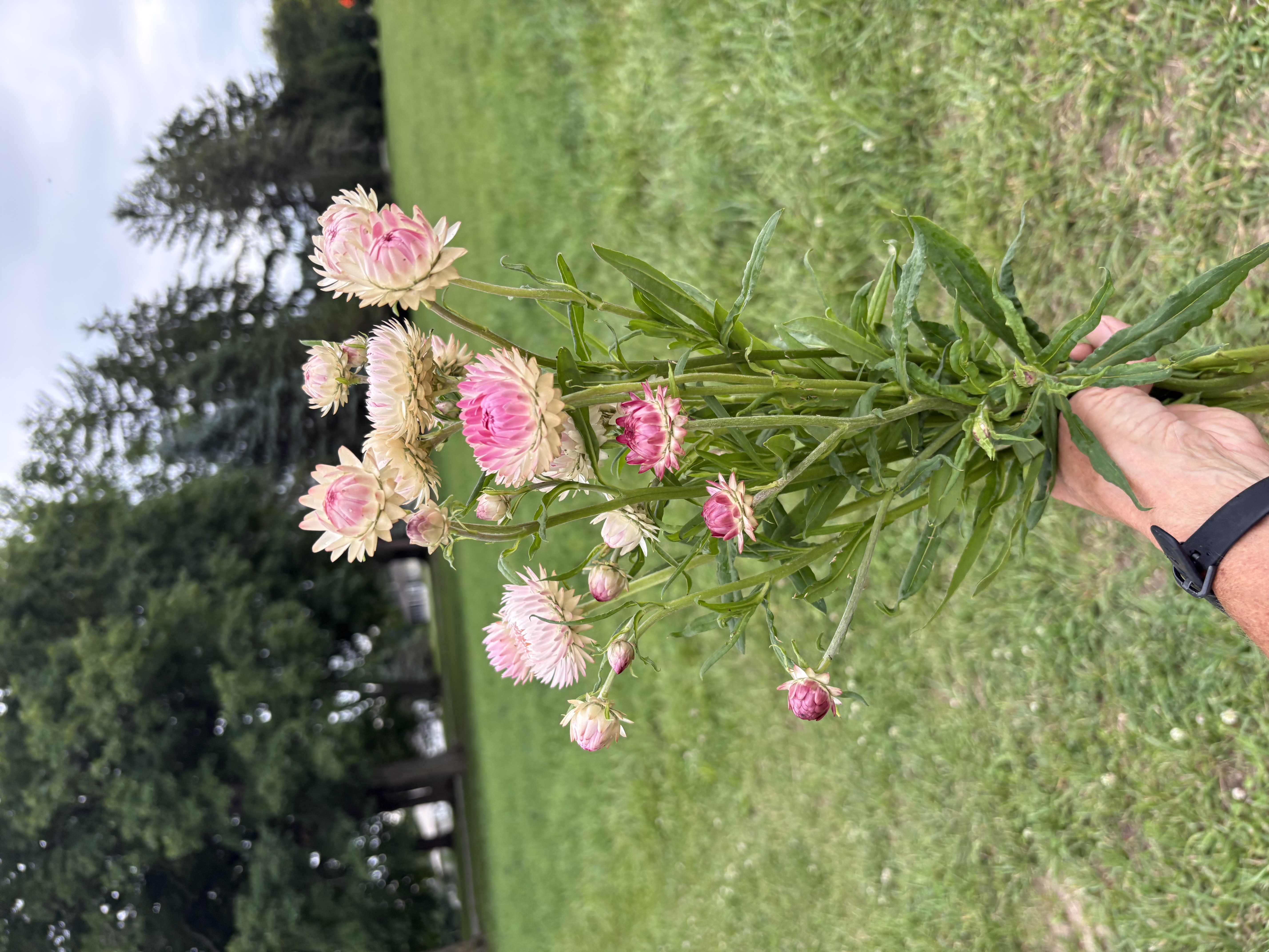 XEROCHRYSUM bracteatum Candy Pink