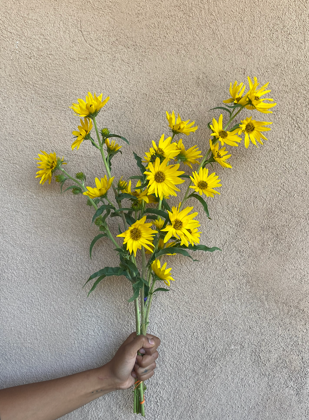 HELIANTHUS maximiliani