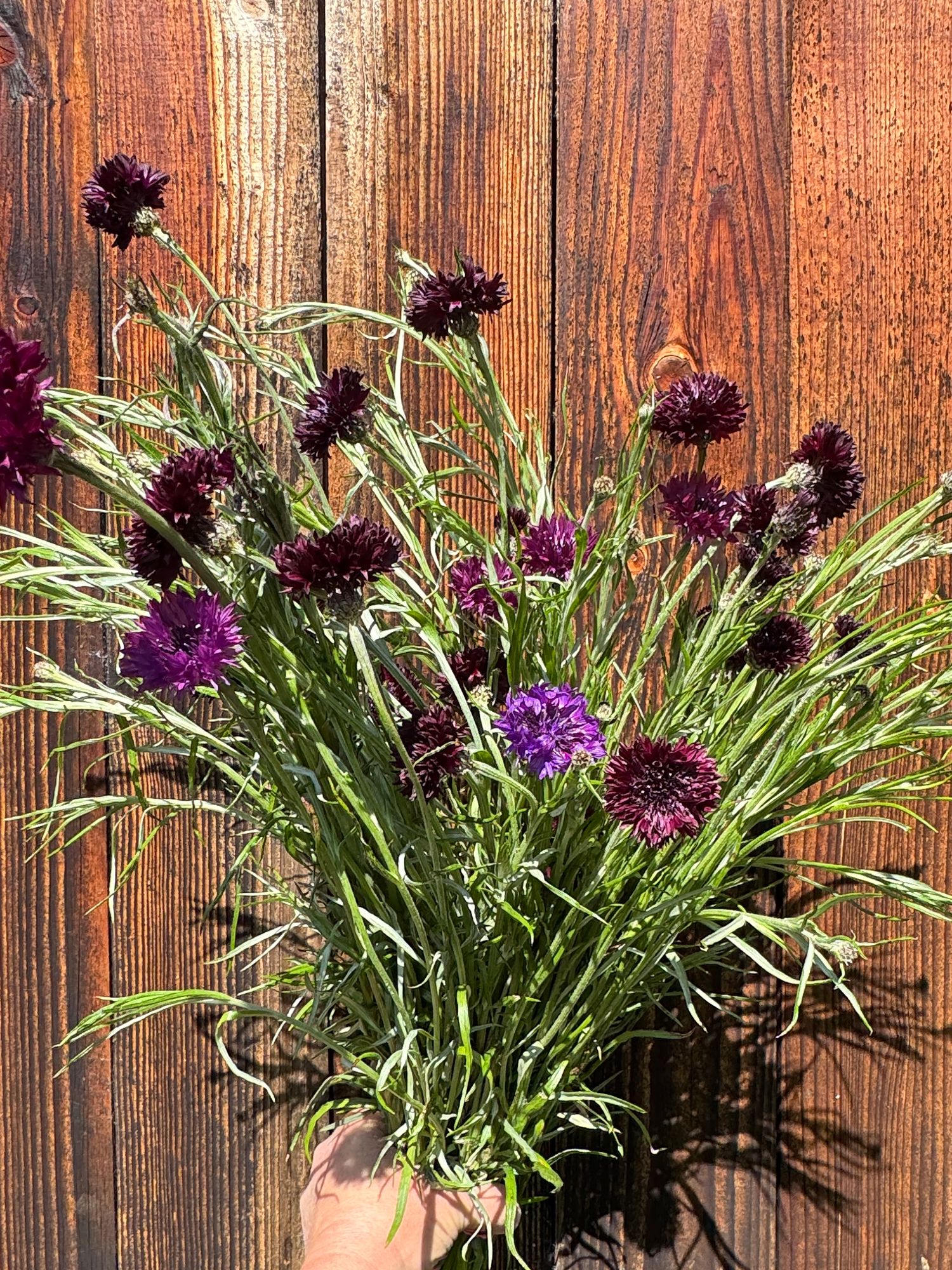 CENTAUREA cyanus Black Button
