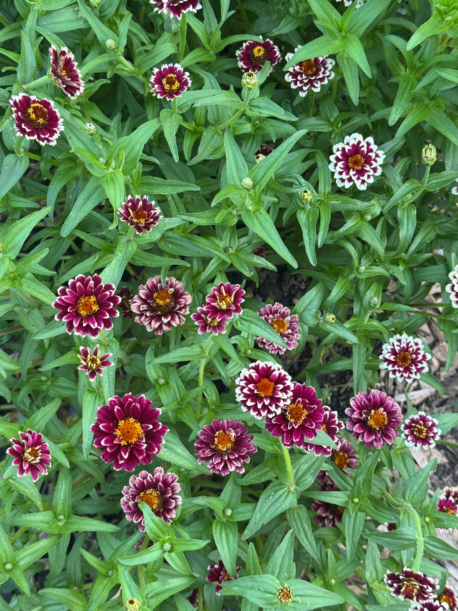 ZINNIA haageana Jazzy Mix