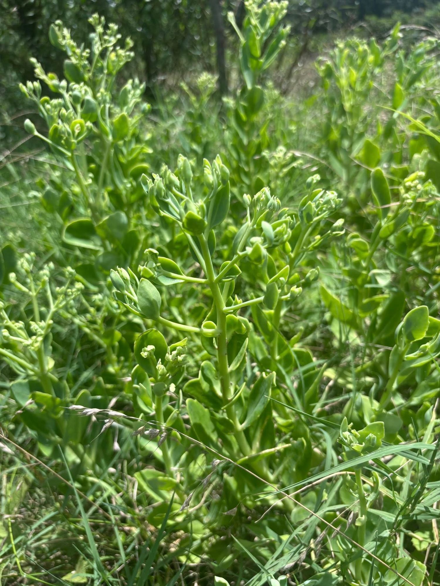 HYLOTELEPHIUM spectabile Autumn Joy