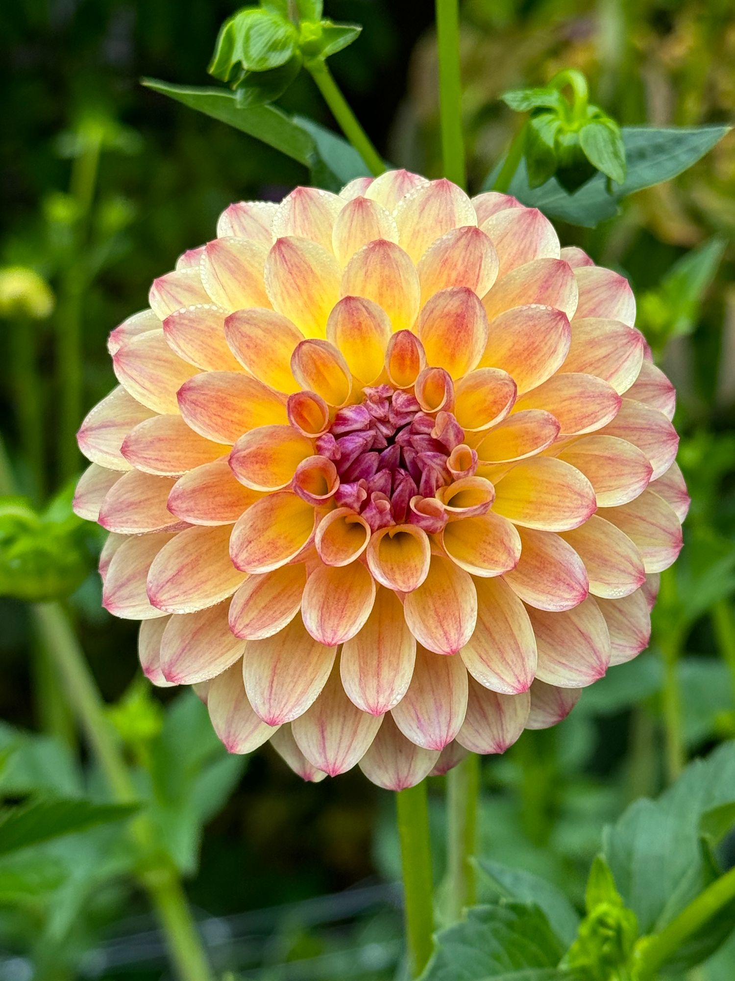 DAHLIA Coseytown Gale