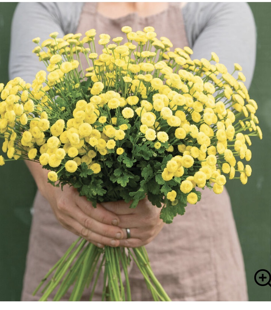 TANACETUM parthenium Vegmo Sunny Ball