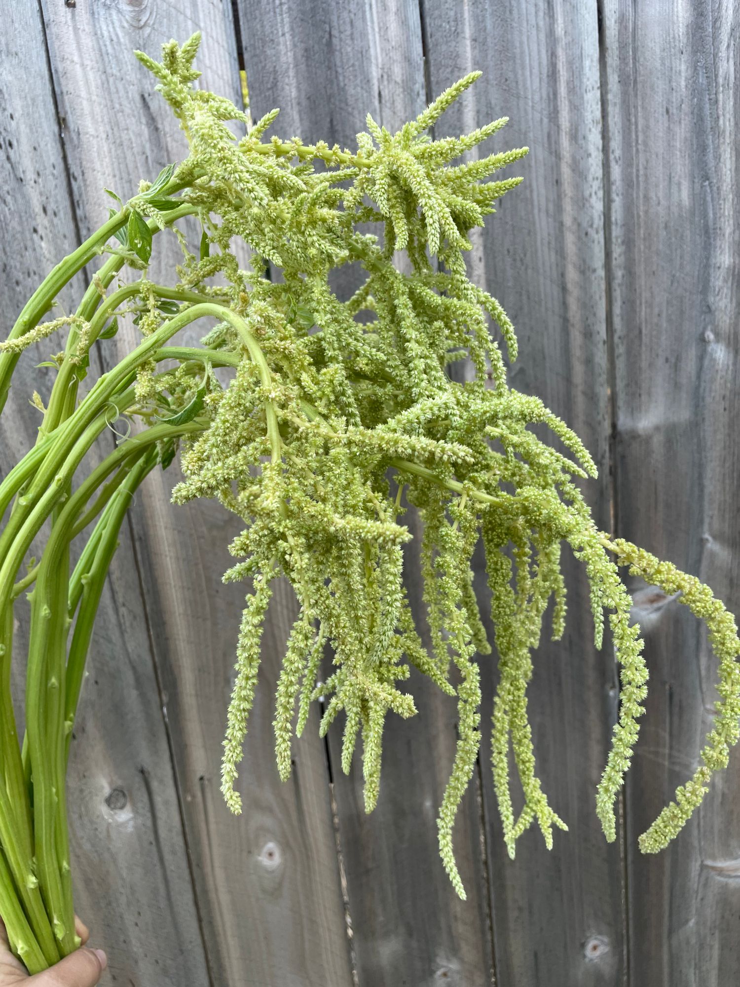 AMARANTHUS caudatus Emerald Tassles