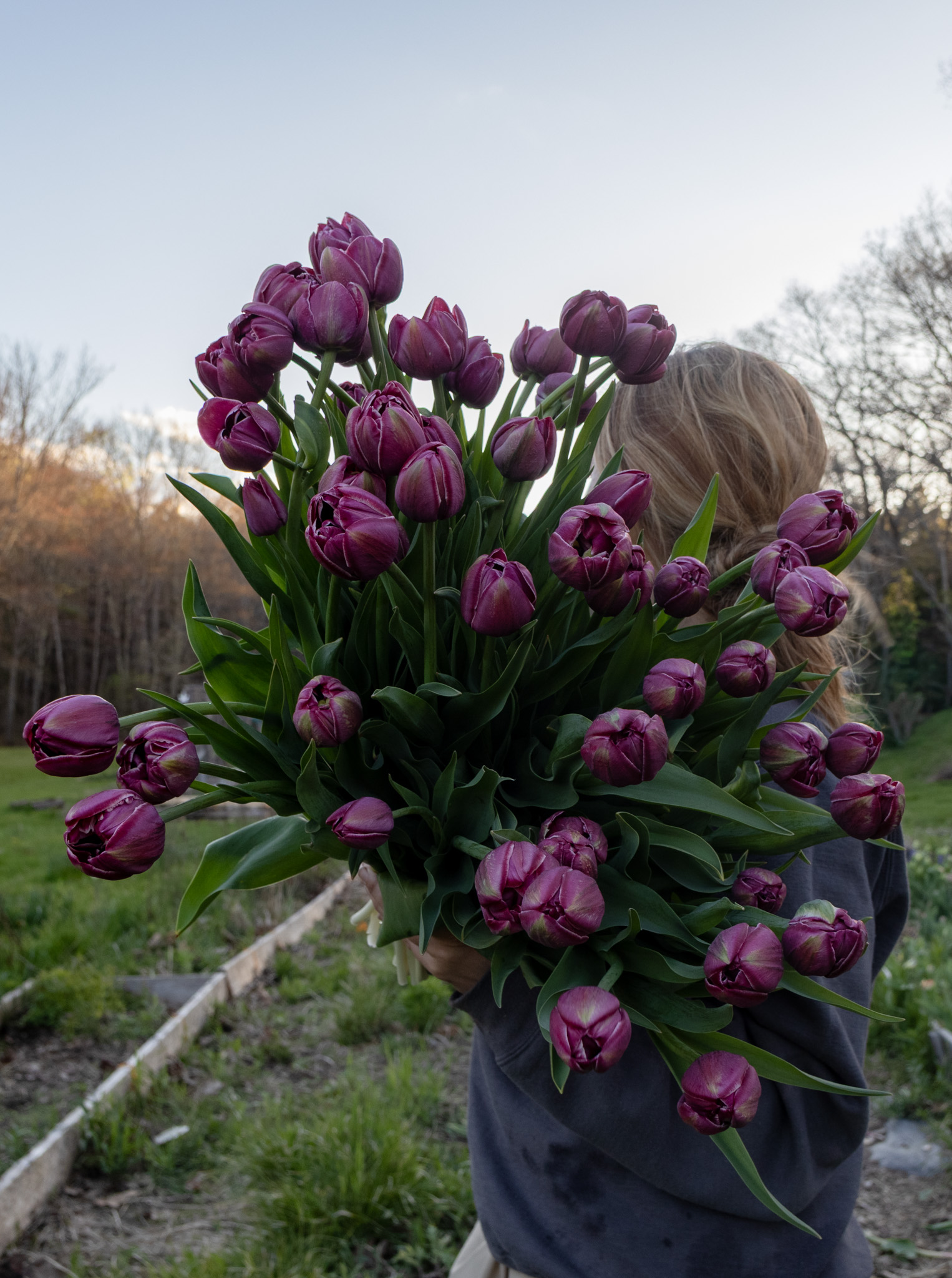 TULIPA Dream Touch