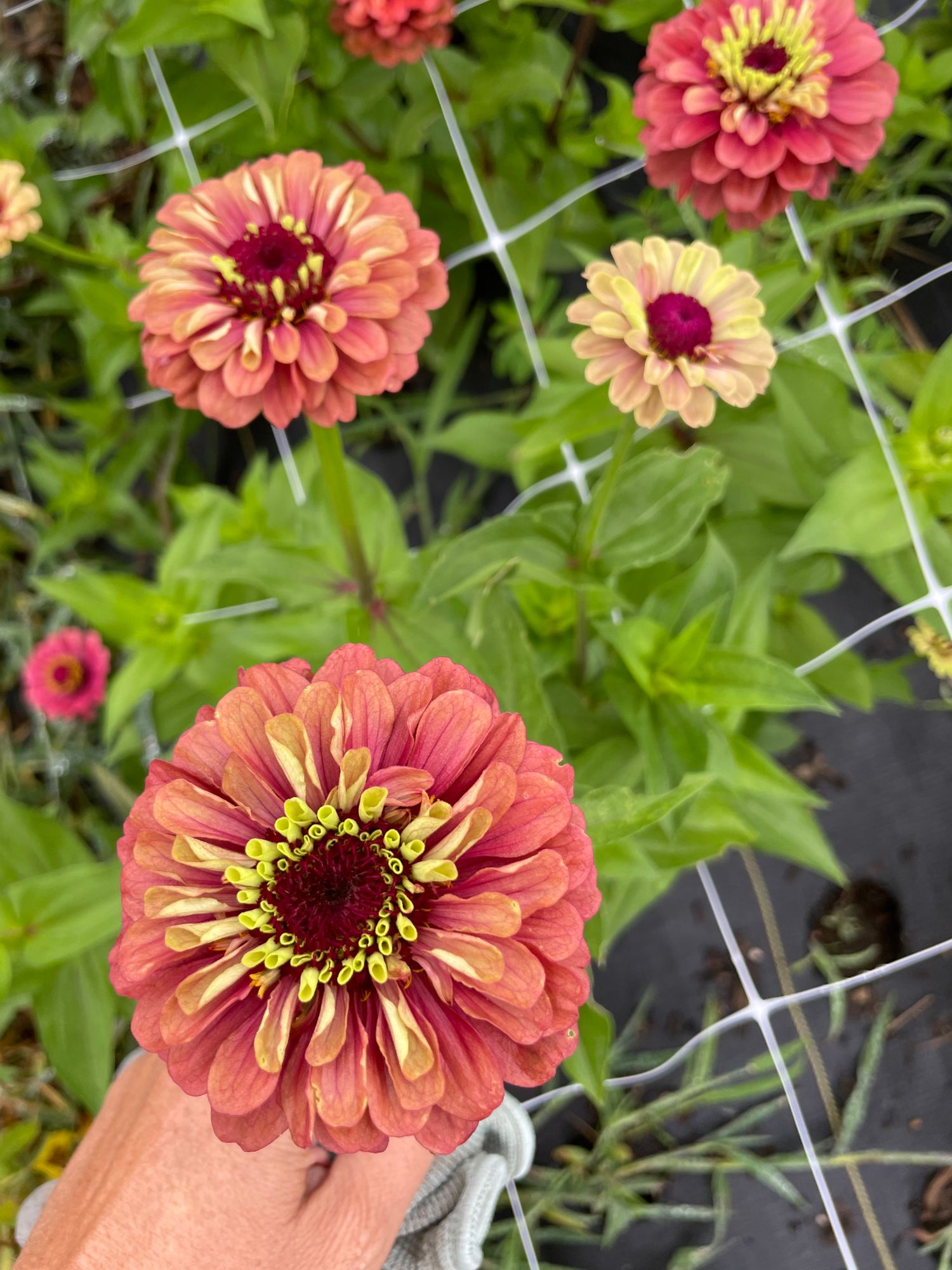 ZINNIA elegans Queeny Lime Red