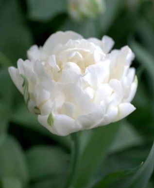 TULIPA Mondial