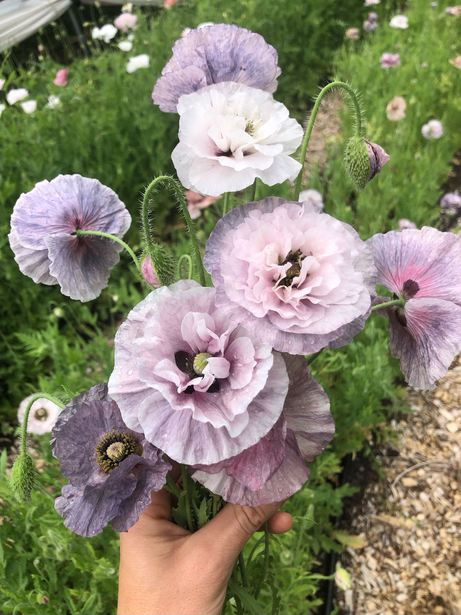 PAPAVER rhoeas Amazing Grey