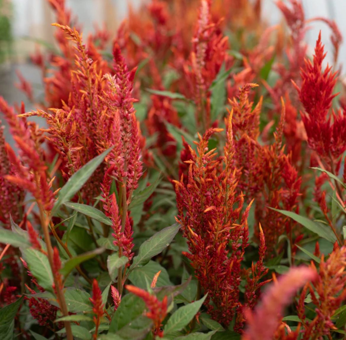 CELOSIA argentea var. plumosa