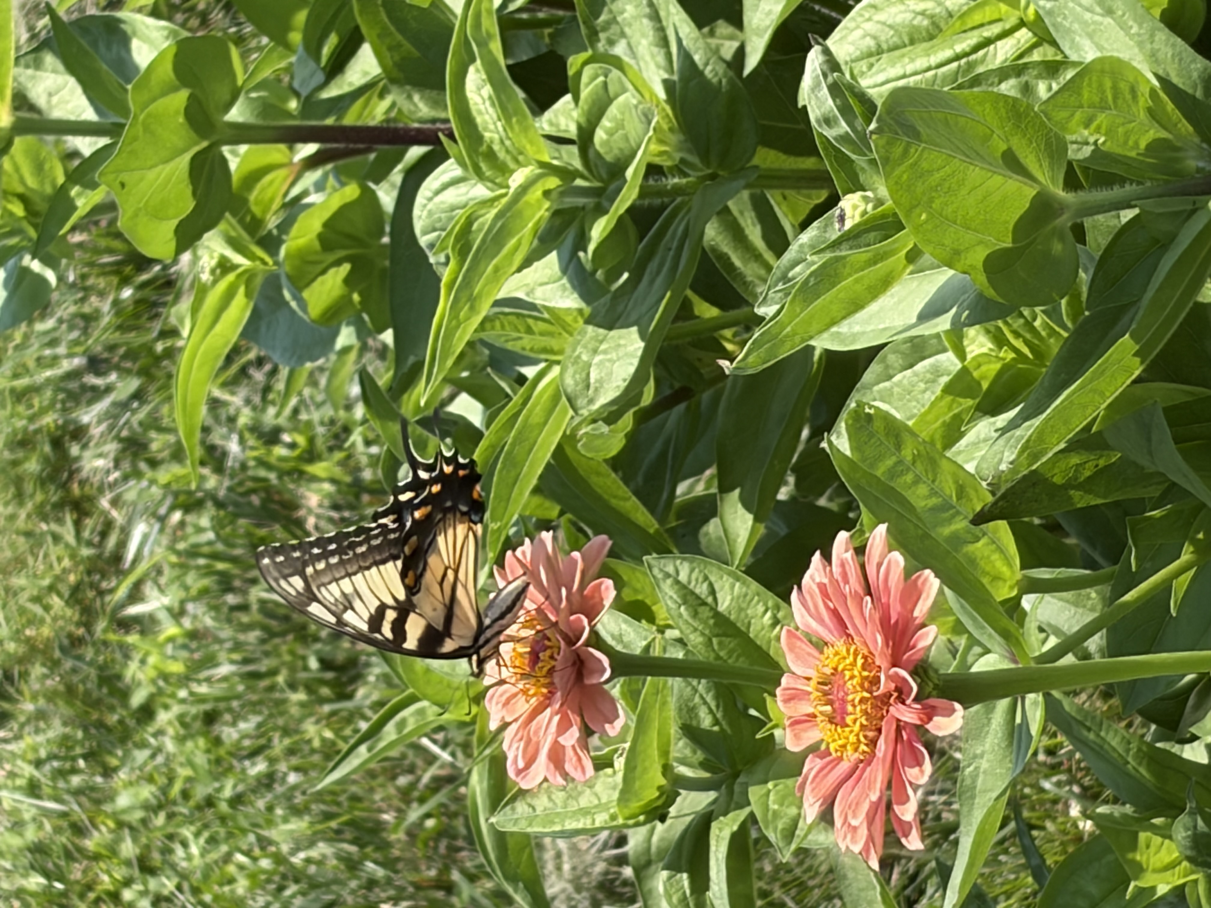 ZINNIA elegans Benary's Giant