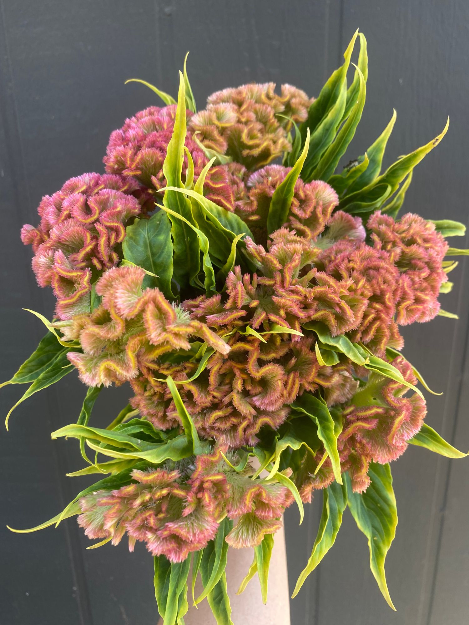 CELOSIA argentea