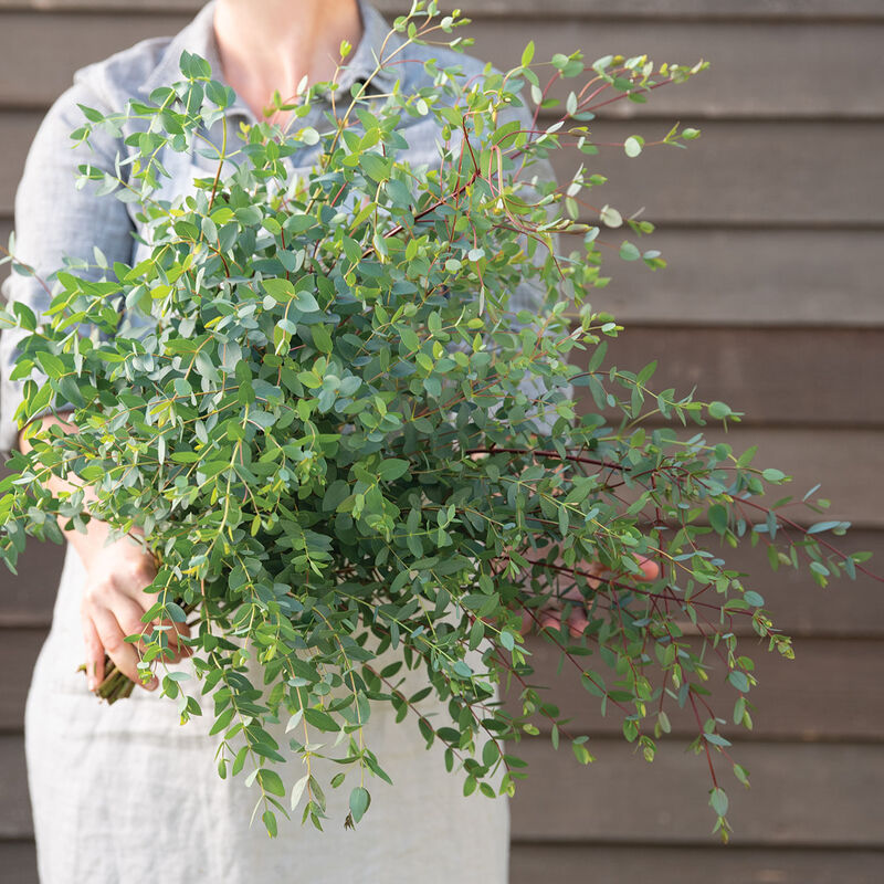 EUCALYPTUS parvula