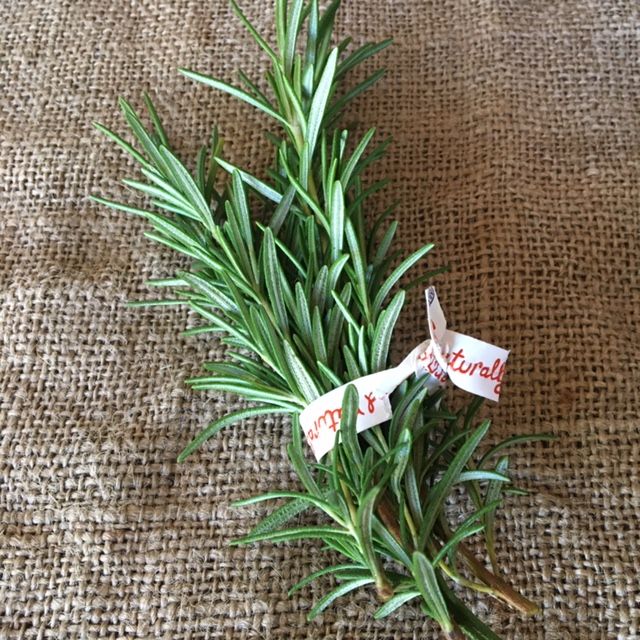 Herb, Rosemary