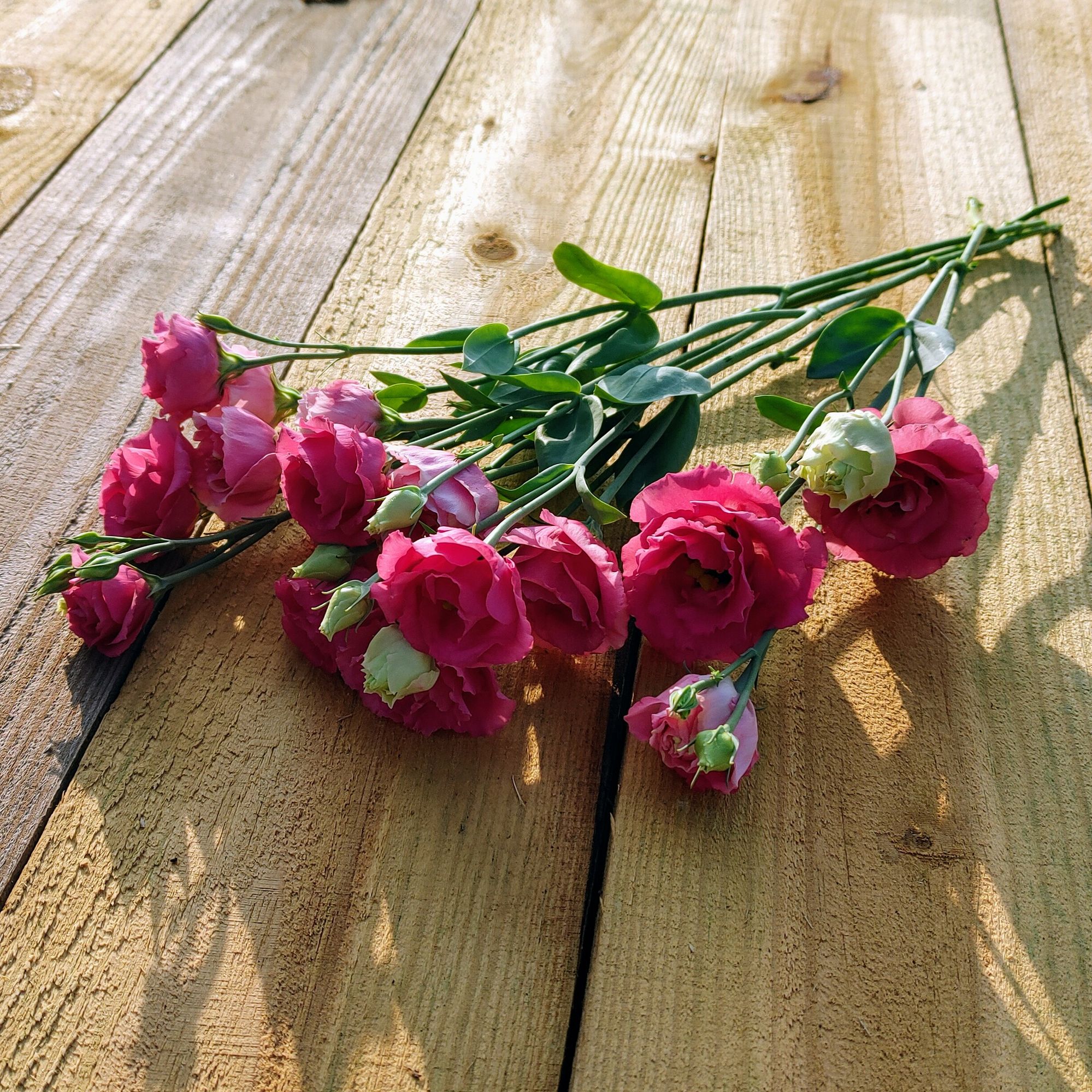 EUSTOMA grandiflorum Voyage