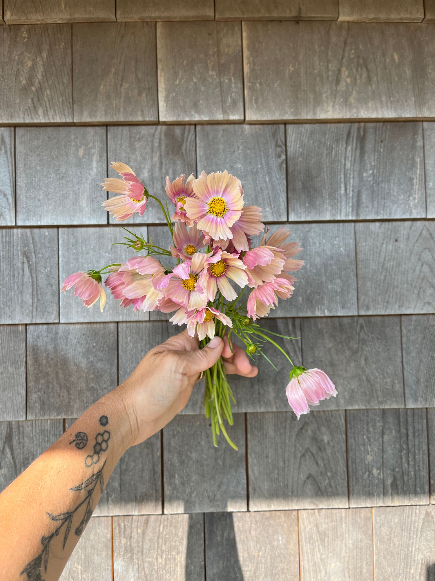COSMOS bipinnatus Apricot Lemonade