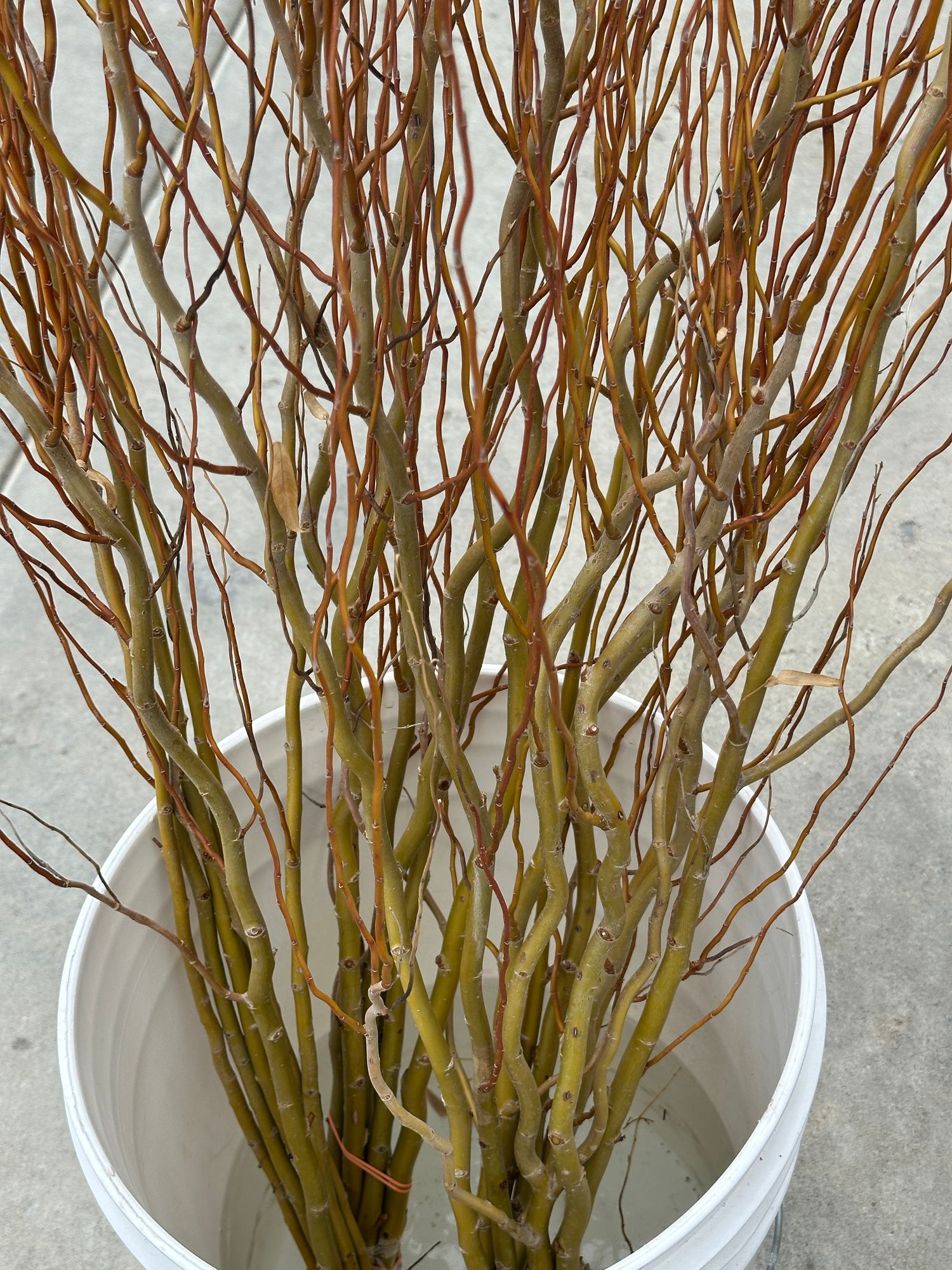SALIX x Green