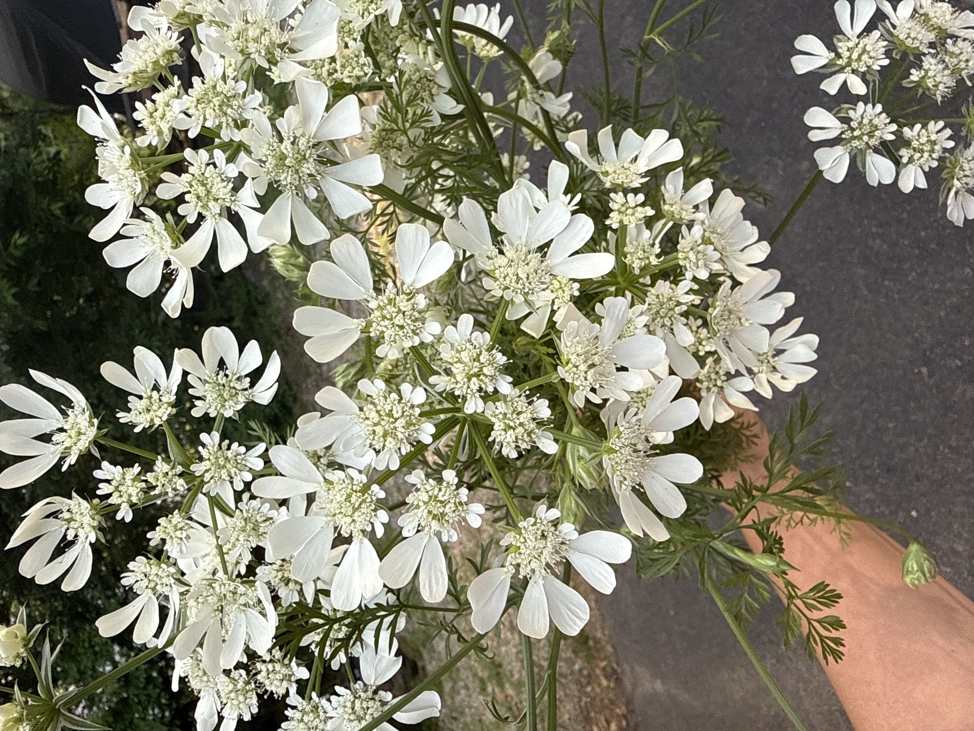 ORLAYA grandiflora